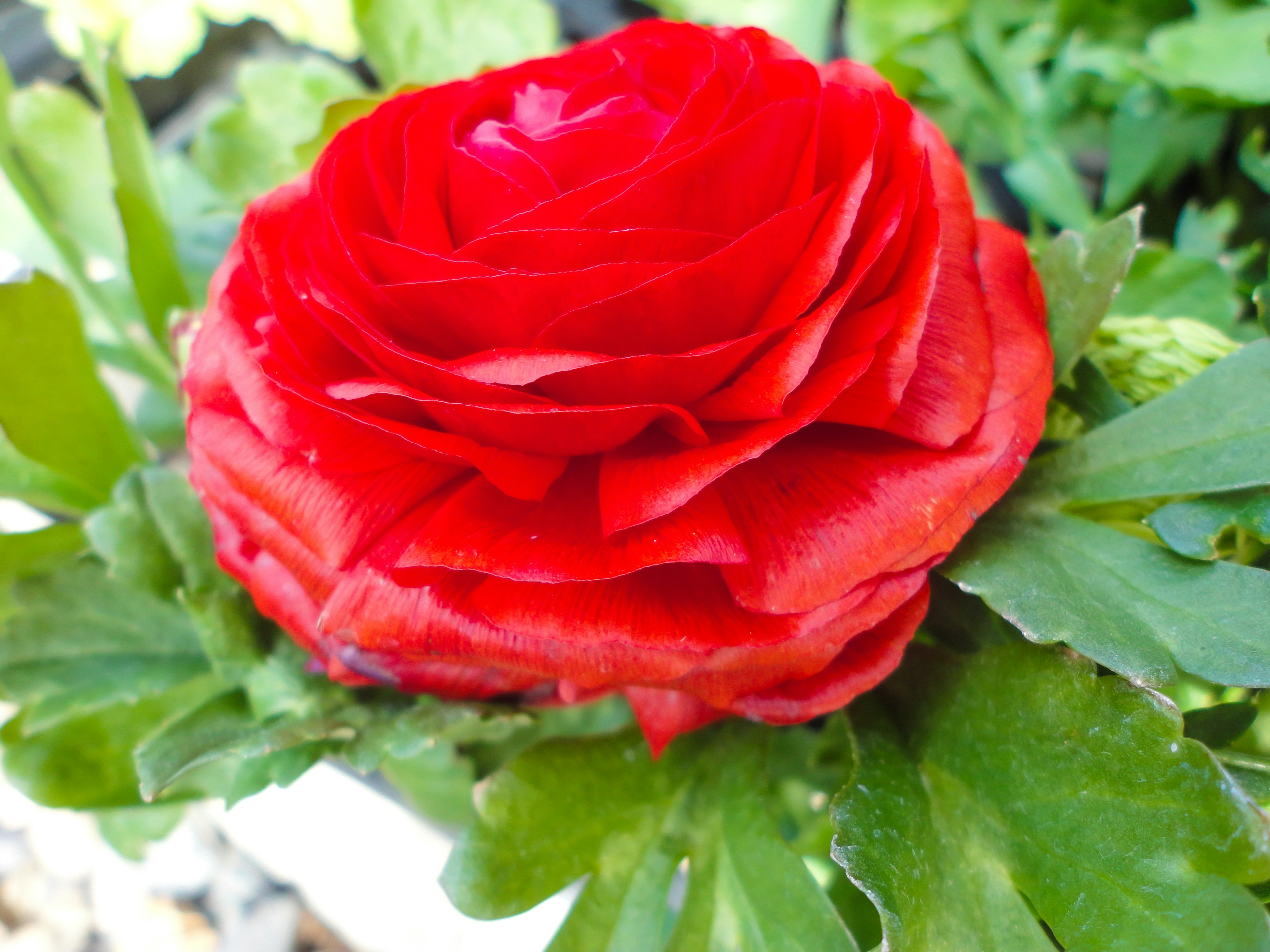 Lebendige rote Rose umgeben von grünen Blättern