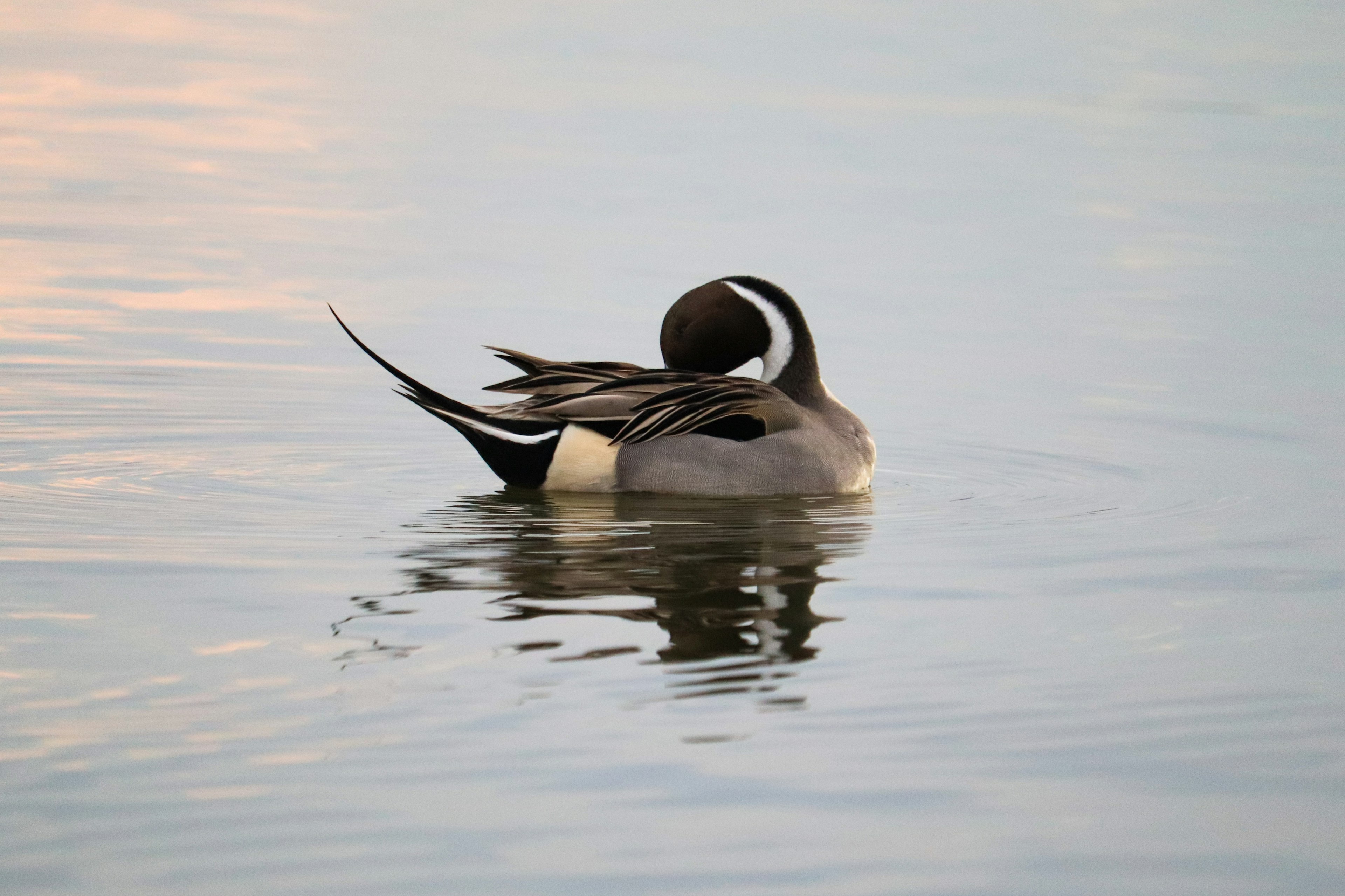 Un oiseau aquatique glissant à la surface avec un reflet serein