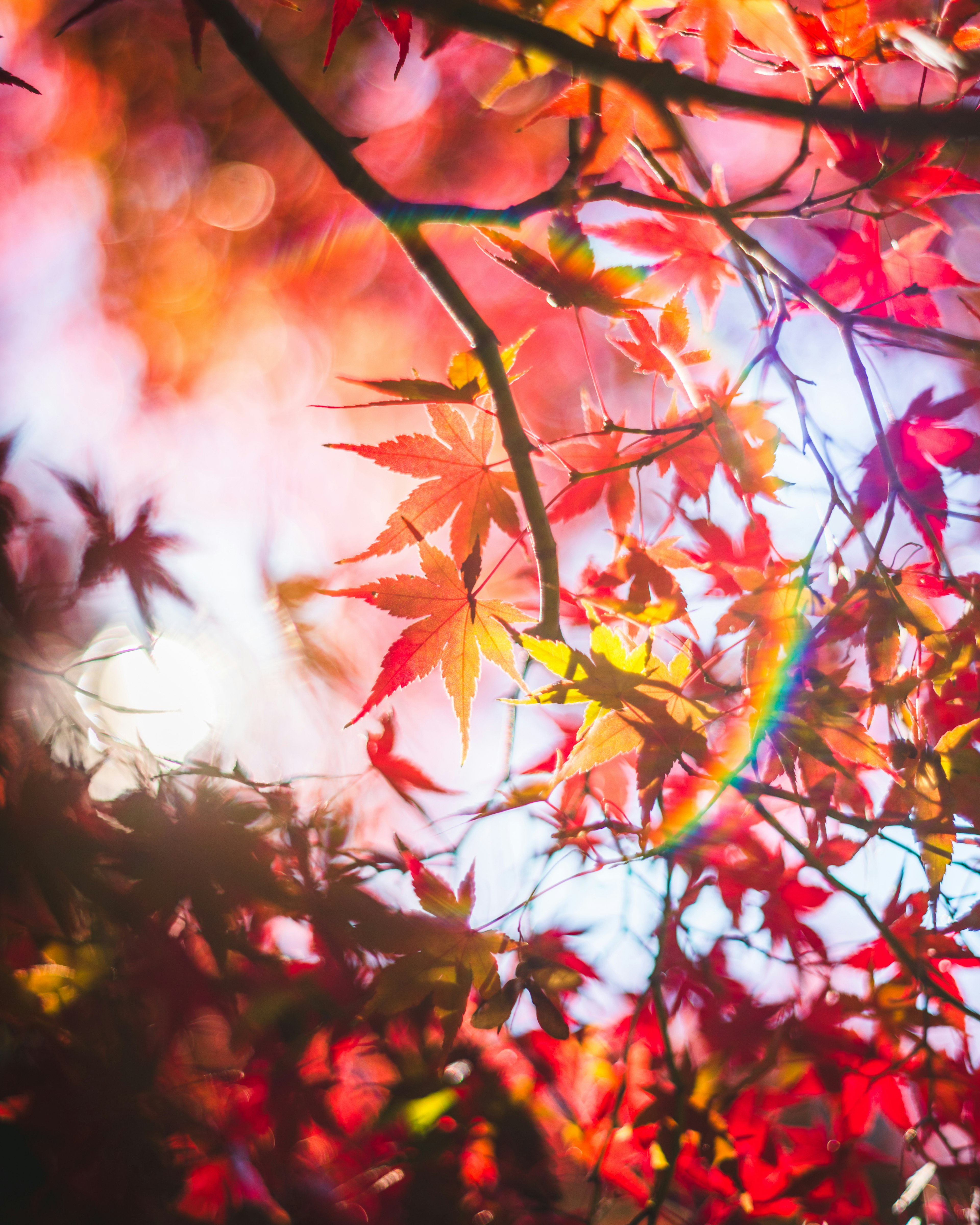 紅葉したカエデの葉と光の虹