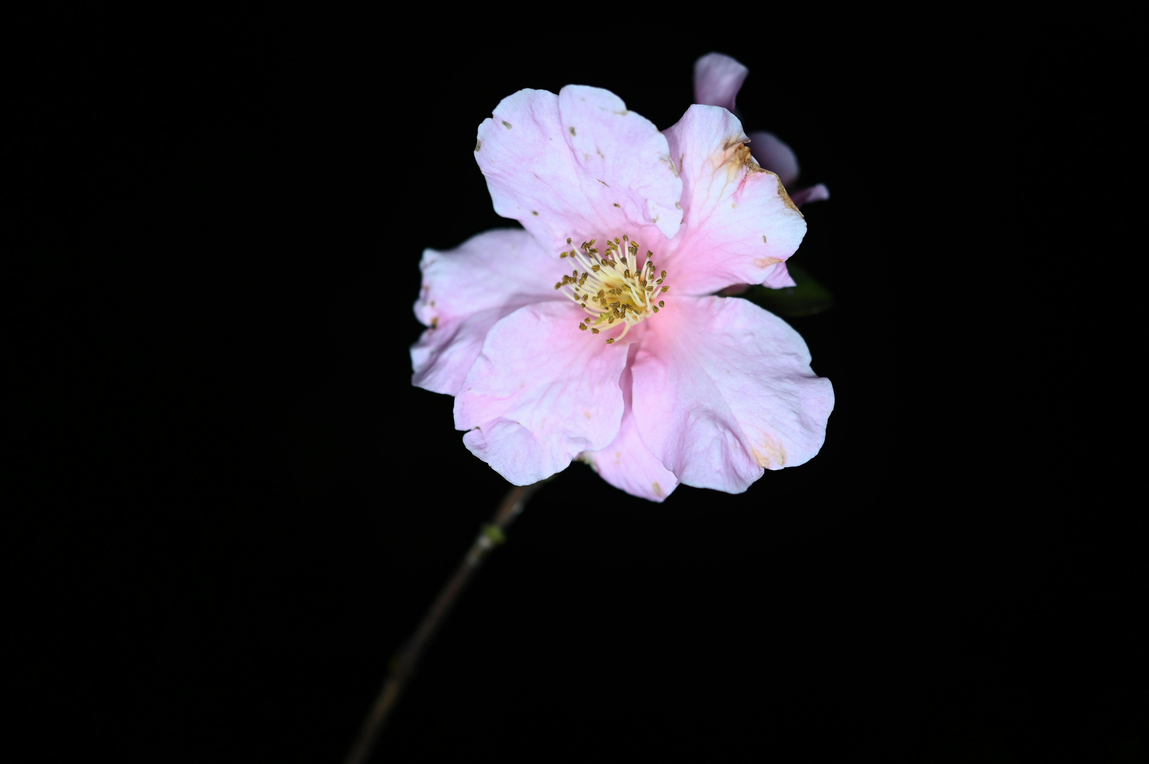 Delicate pink flower against a black background