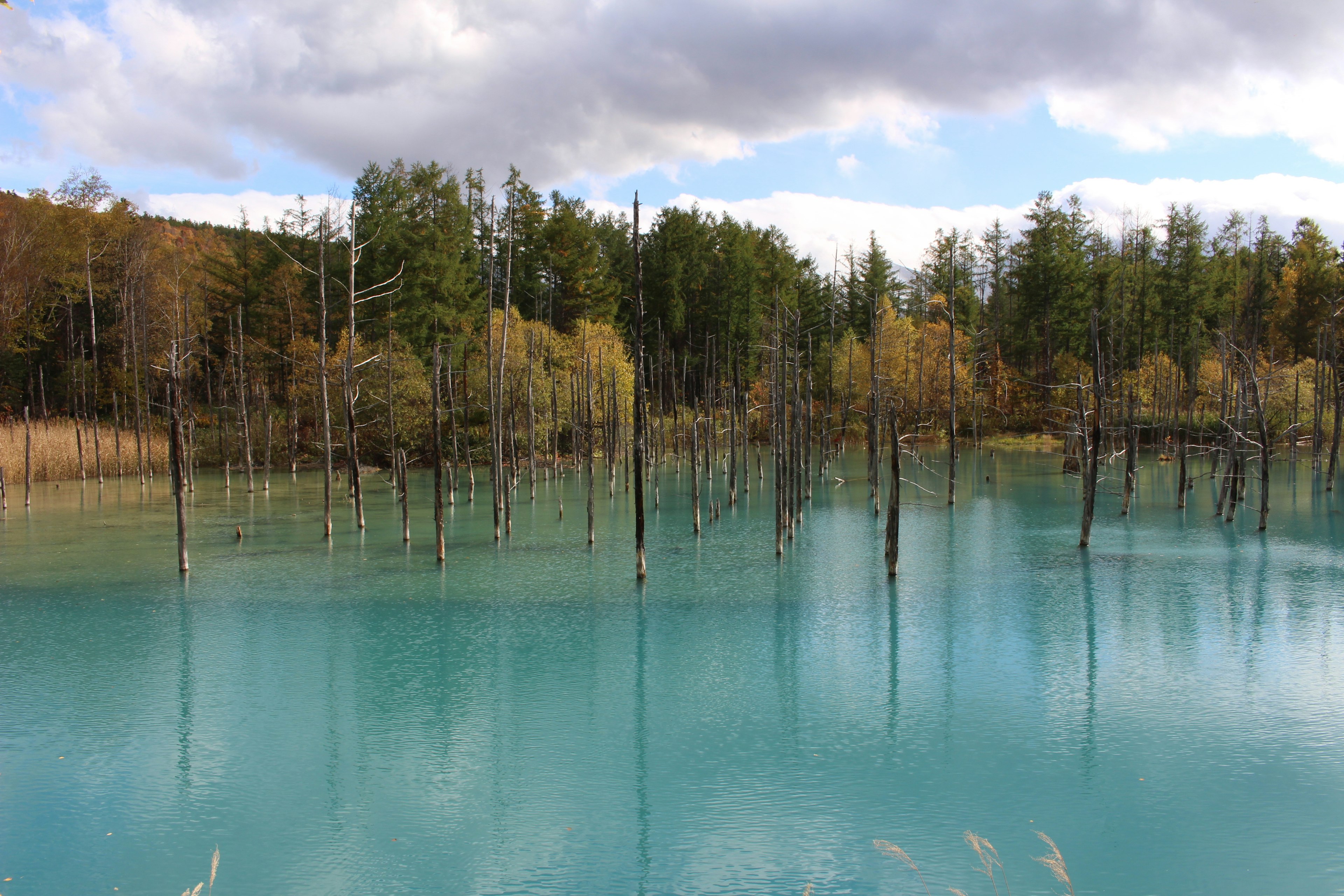 Scenic view of blue water reflecting trees and dead tree trunks