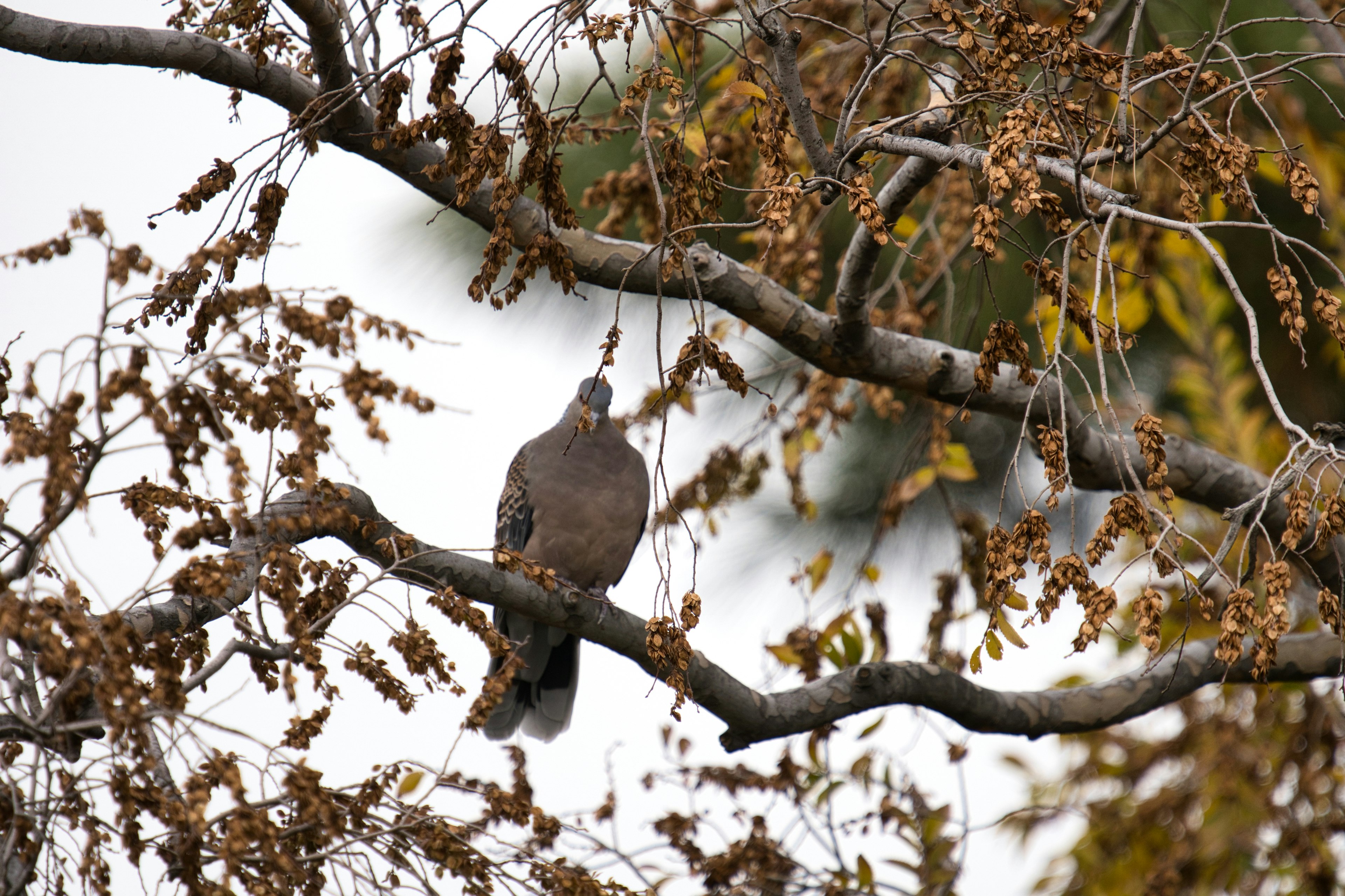 A bird perched on a tree branch with yellow leaves in the background