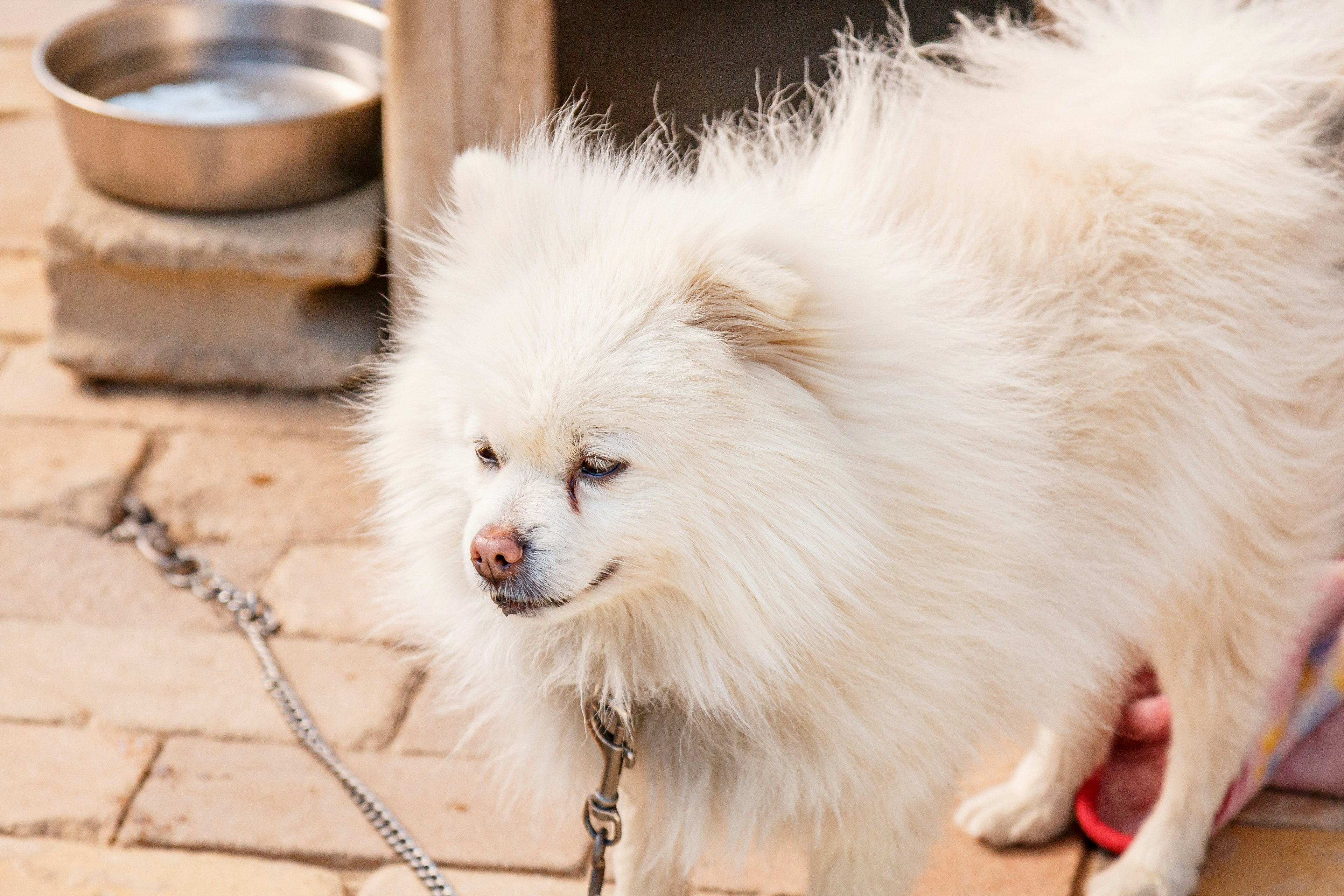 Chien poméranien blanc et fluffy enchaîné