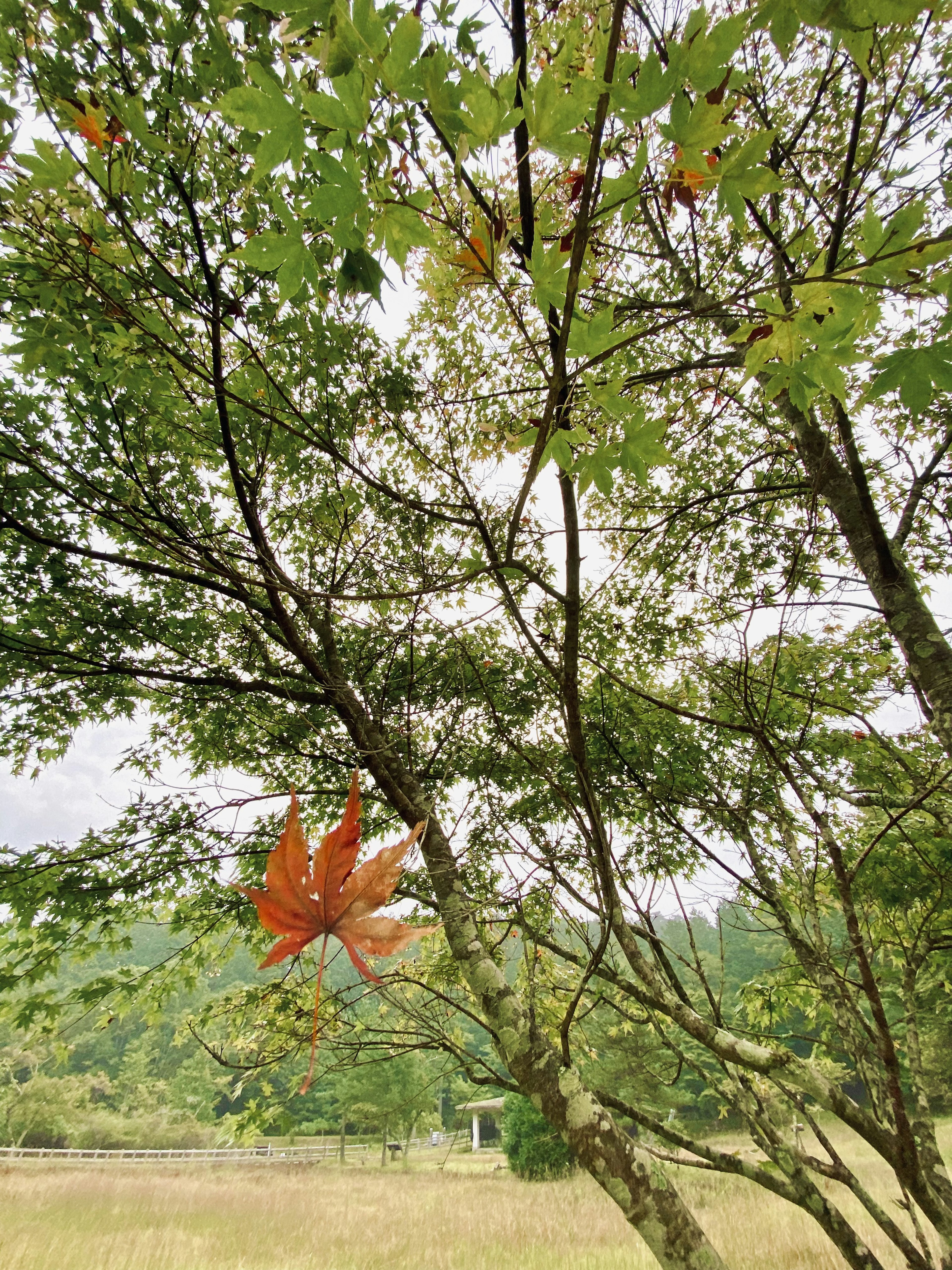 A view of tree branches with prominent red autumn leaves