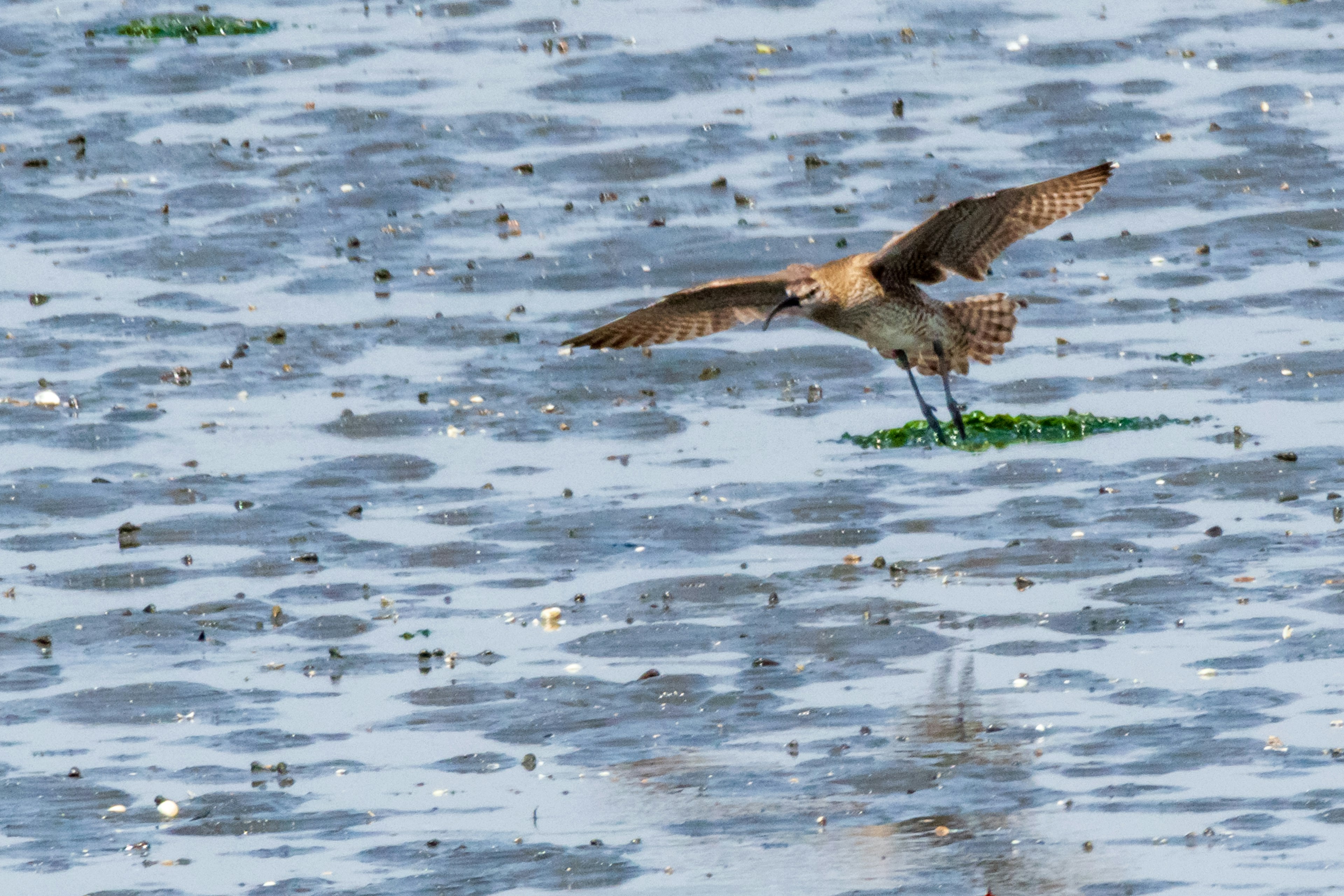 Un uccello in volo su una superficie d'acqua riflettente