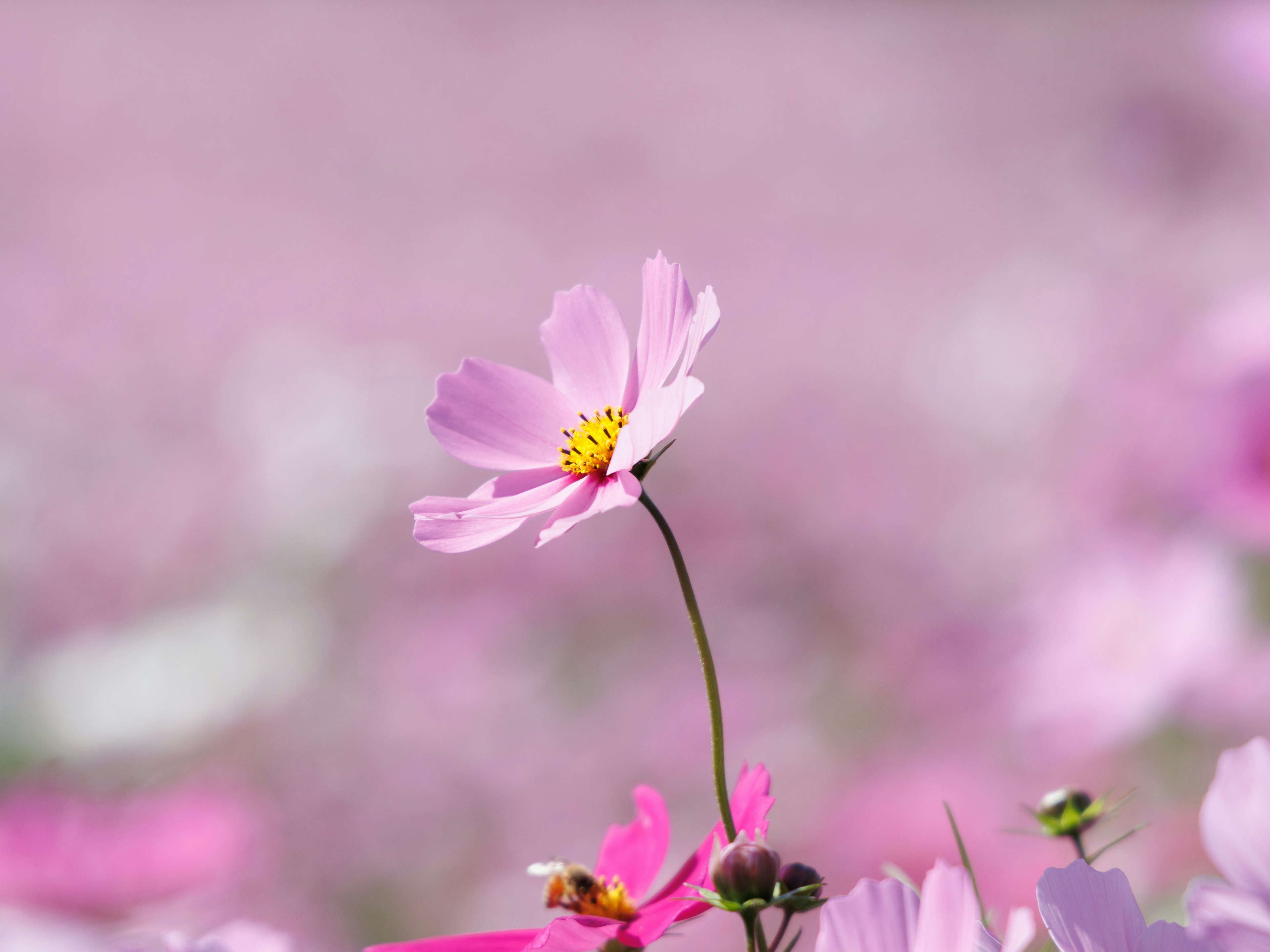 Una delicada flor rosa de pie en un campo de flores