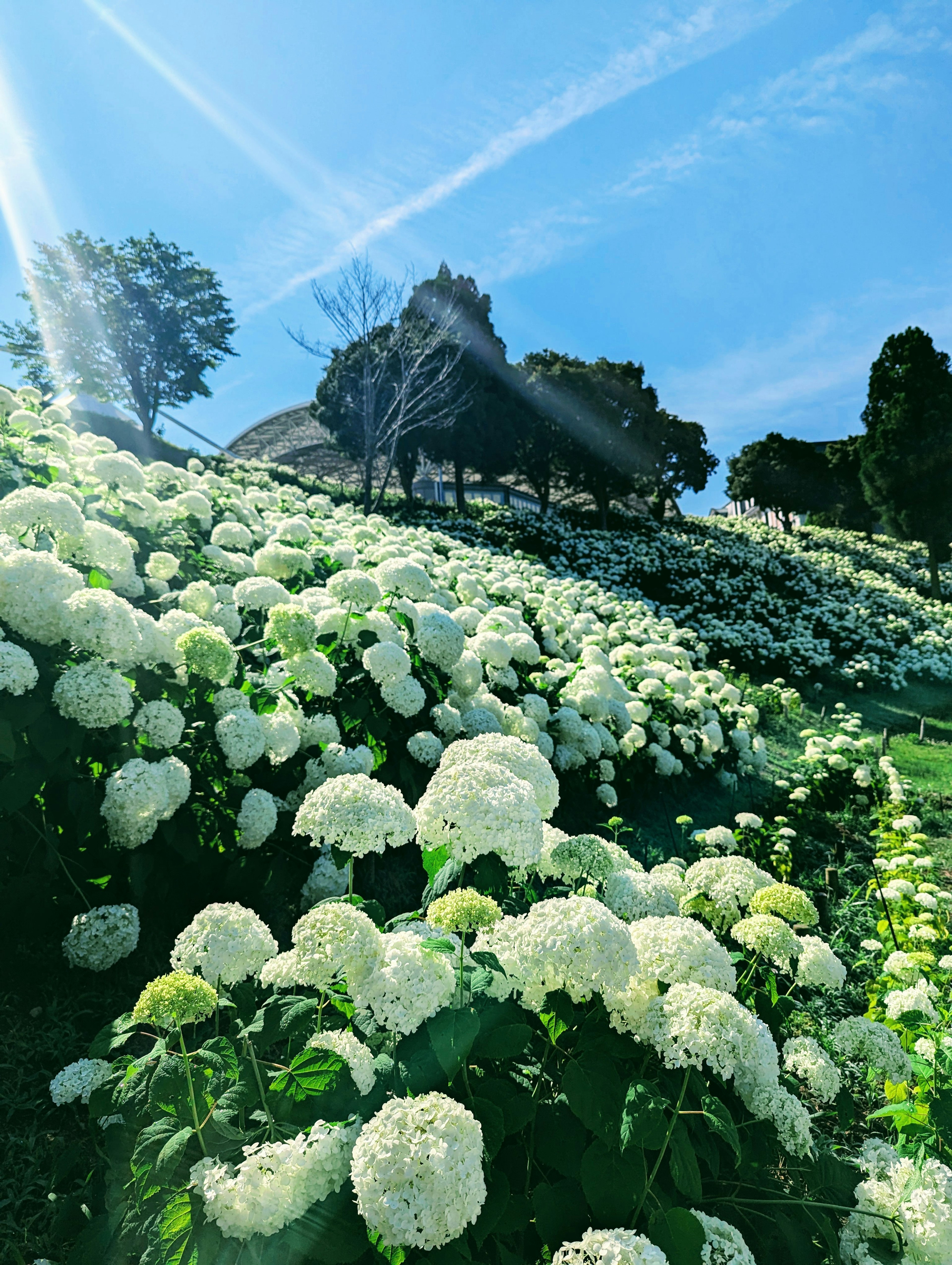 Sebuah bukit yang dipenuhi bunga hydrangea putih di bawah langit biru dikelilingi daun hijau