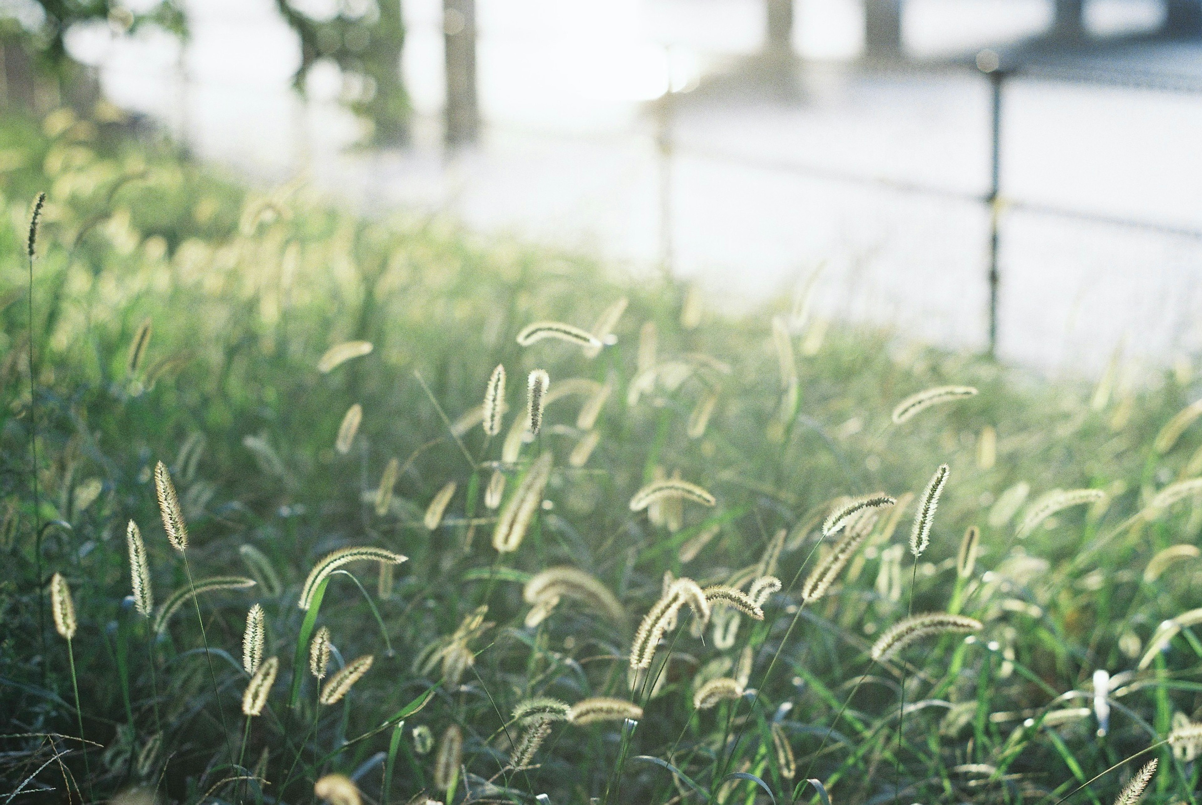 Une belle photo de paysage de l'herbe qui danse