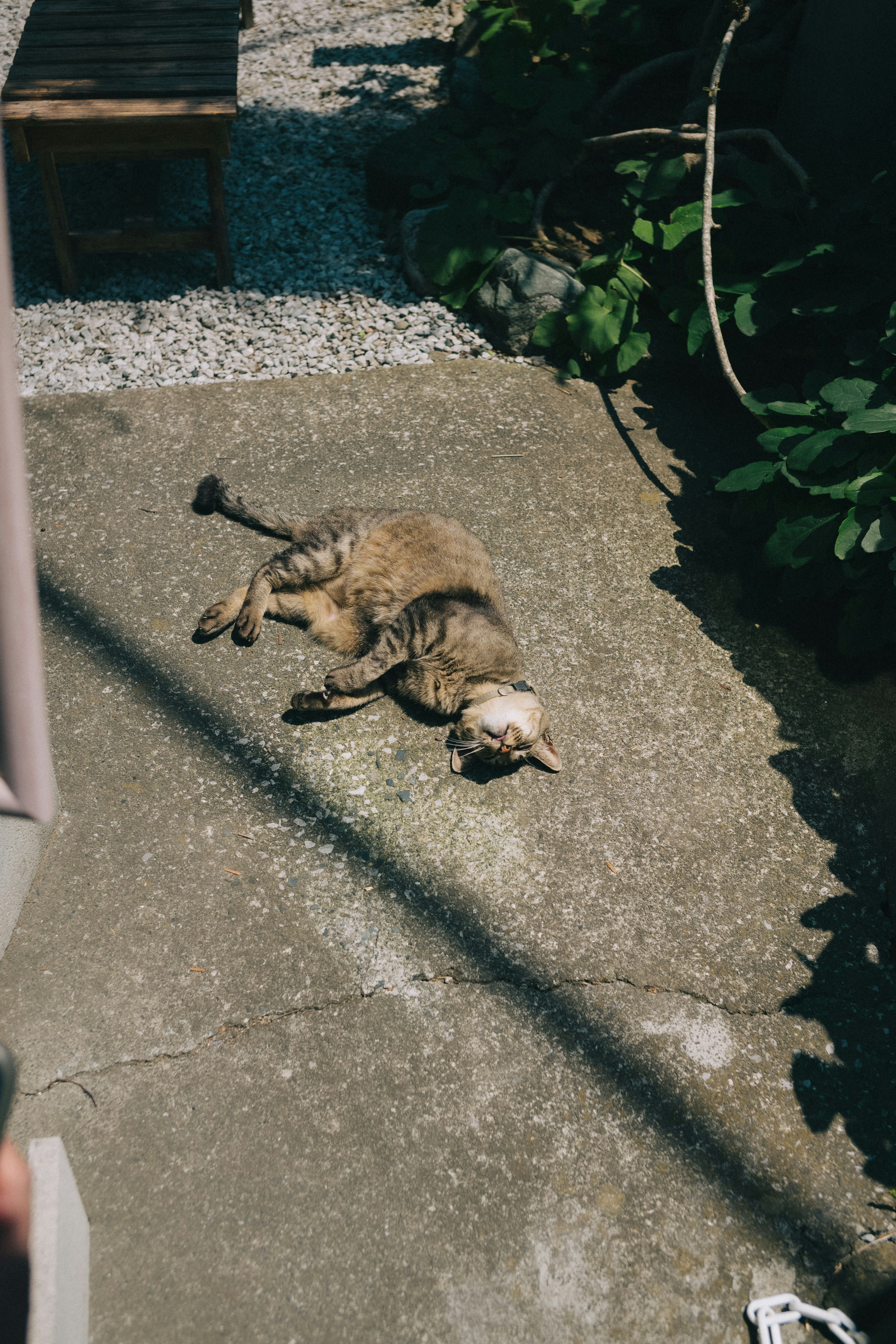 A cat lounging in the sun on concrete relaxing