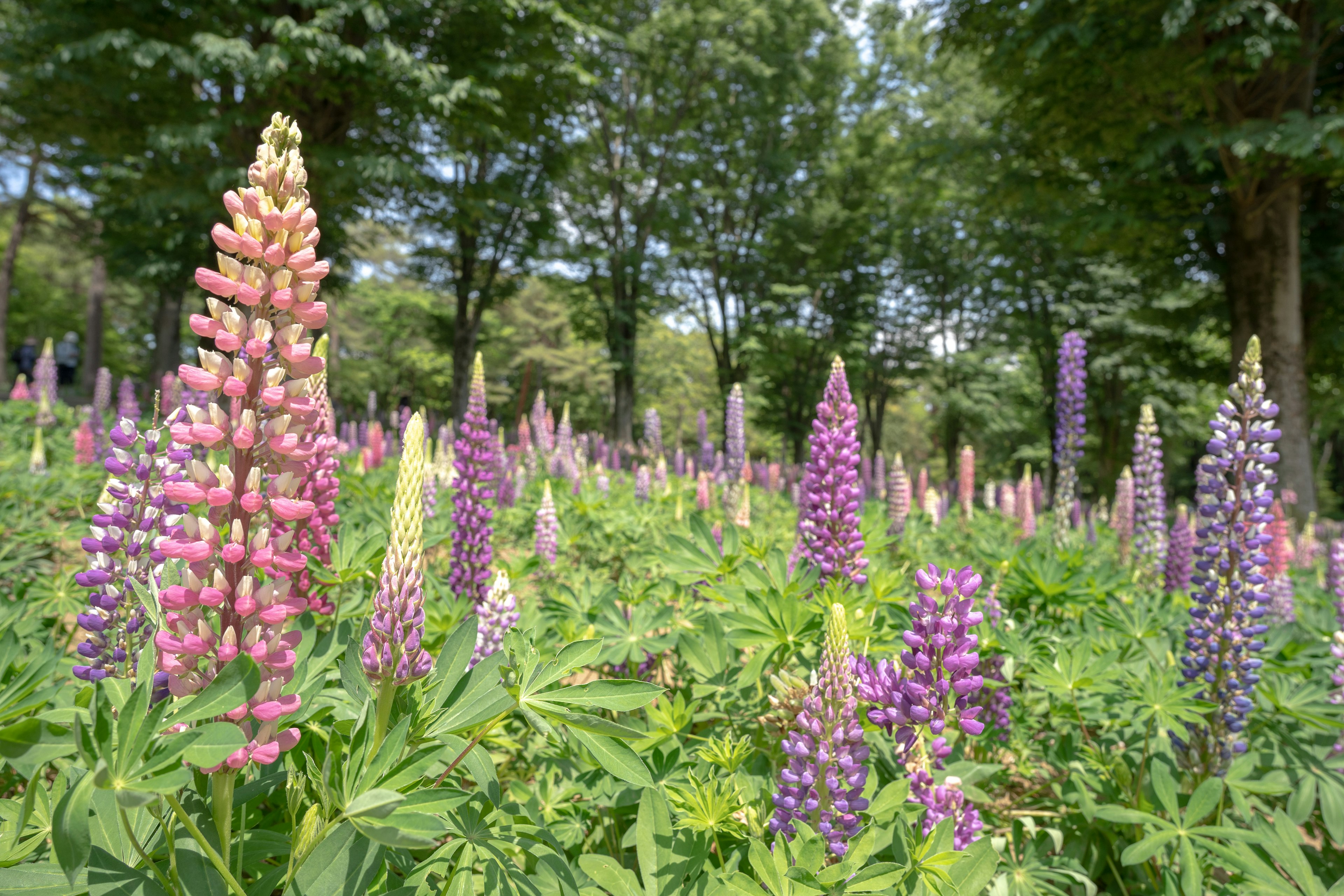 Bunte Lupinen blühen in einer üppigen grünen Landschaft