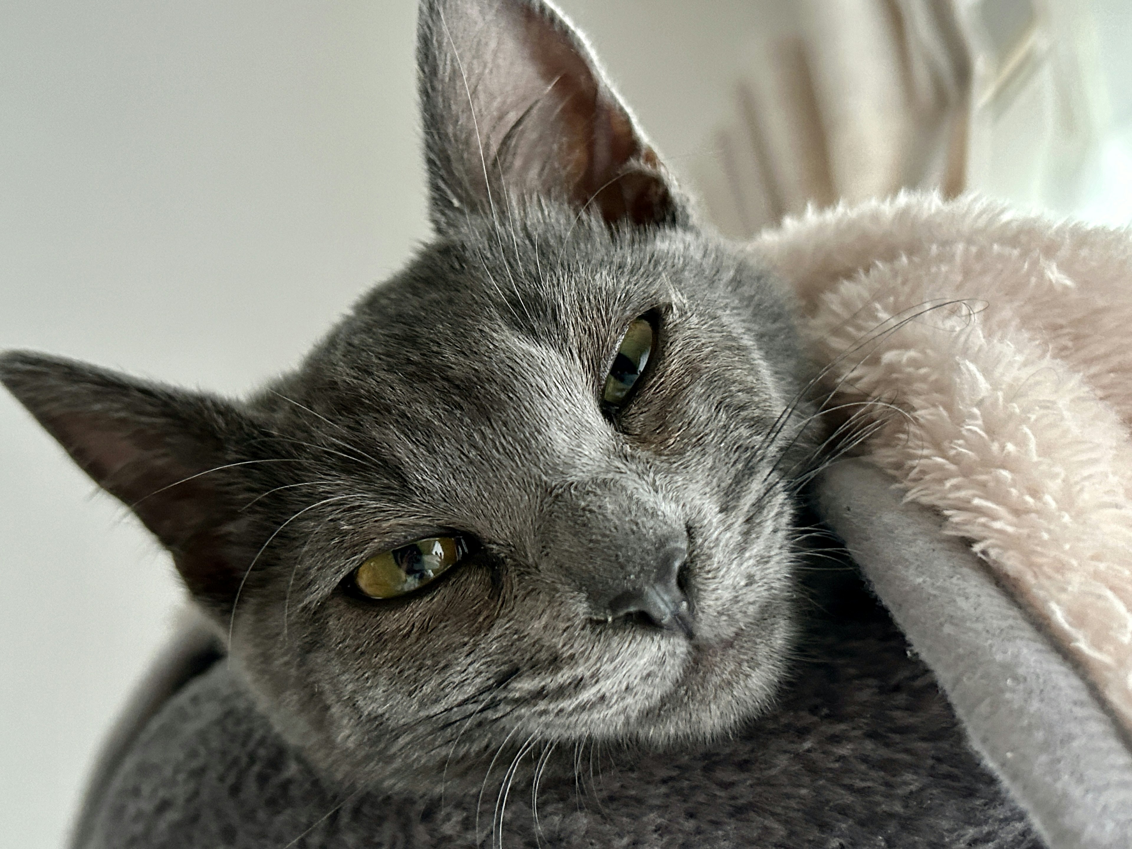 Graue Katze in eine weiche Decke eingewickelt