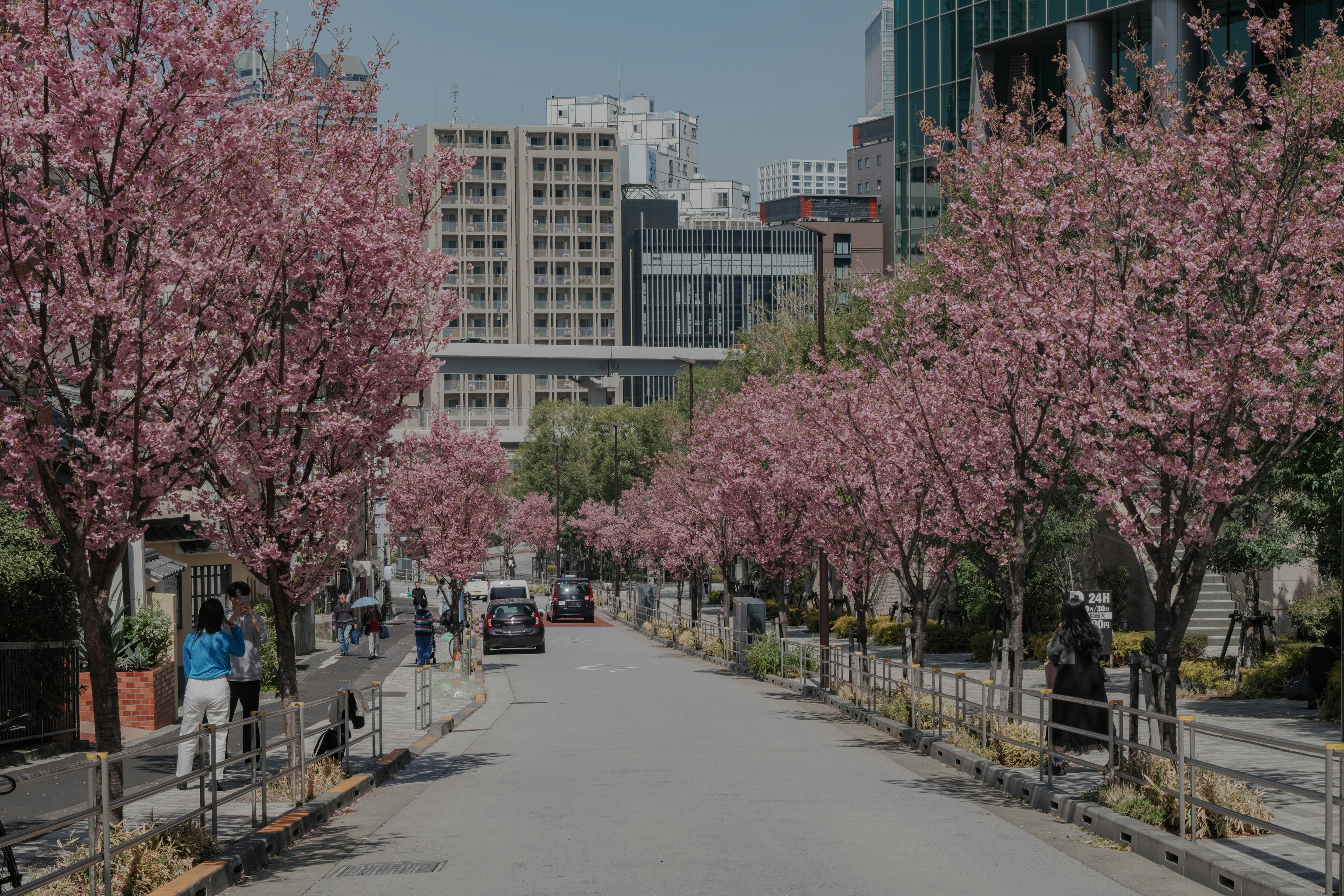 桜の木が並ぶ道に人々が歩いている風景