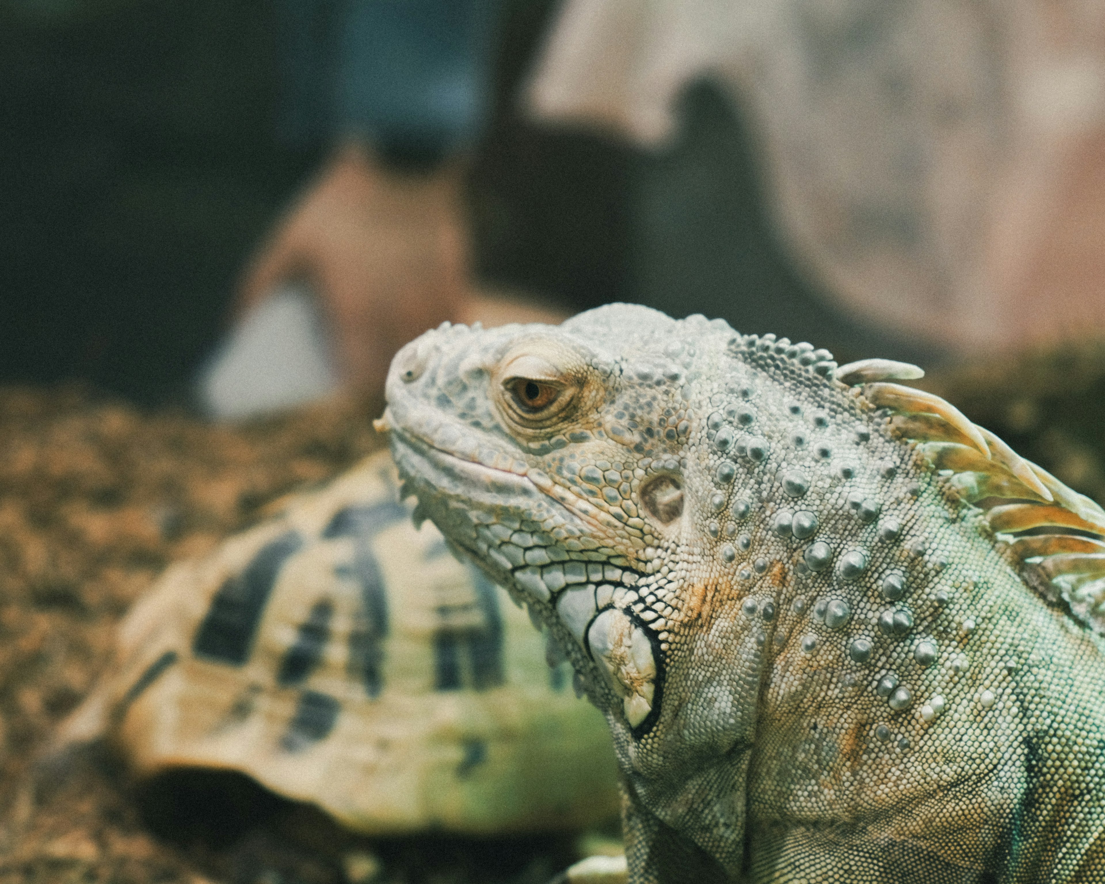 Gambar samping iguana dengan kura-kura di latar belakang