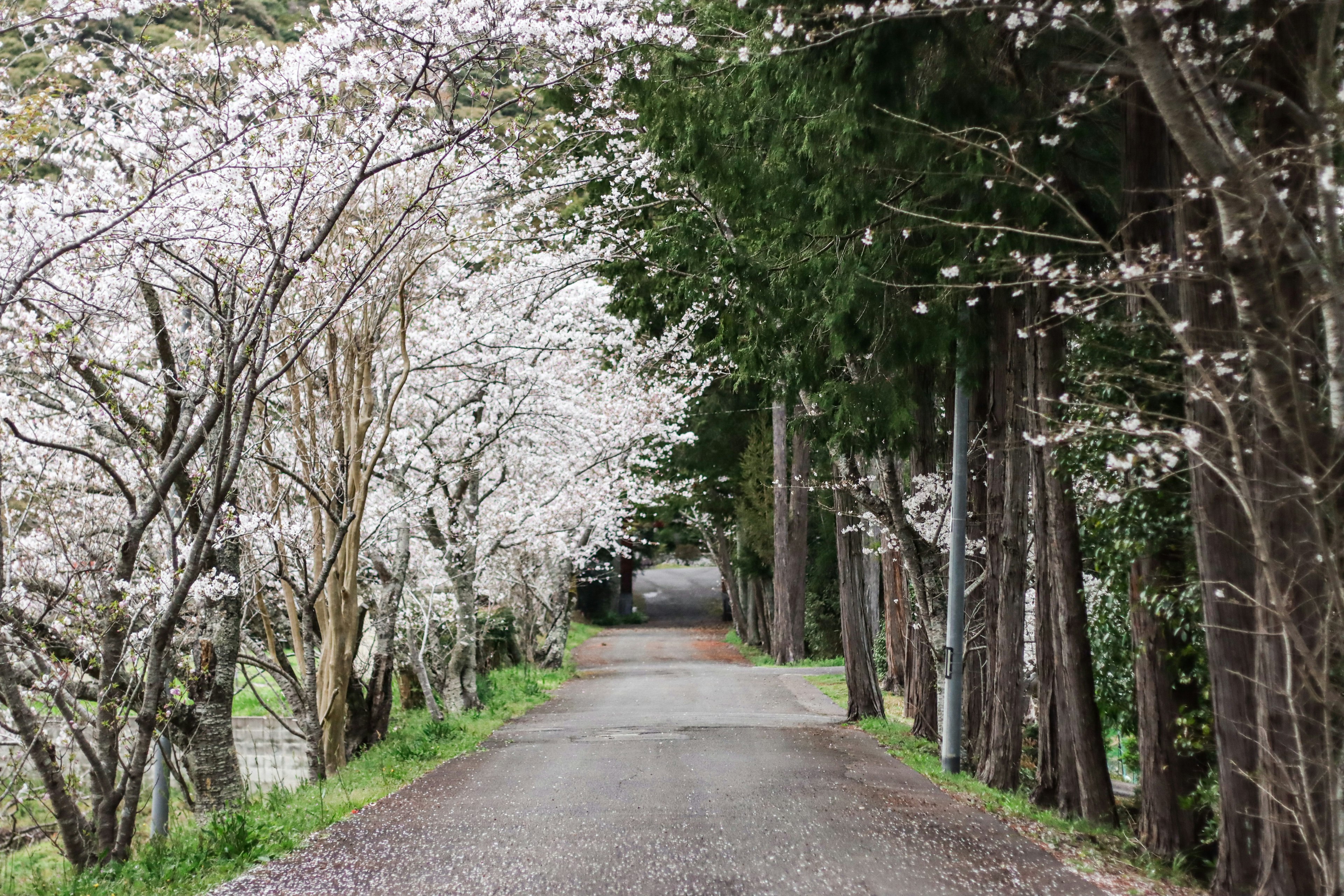 Quiet pathway lined with cherry blossom trees