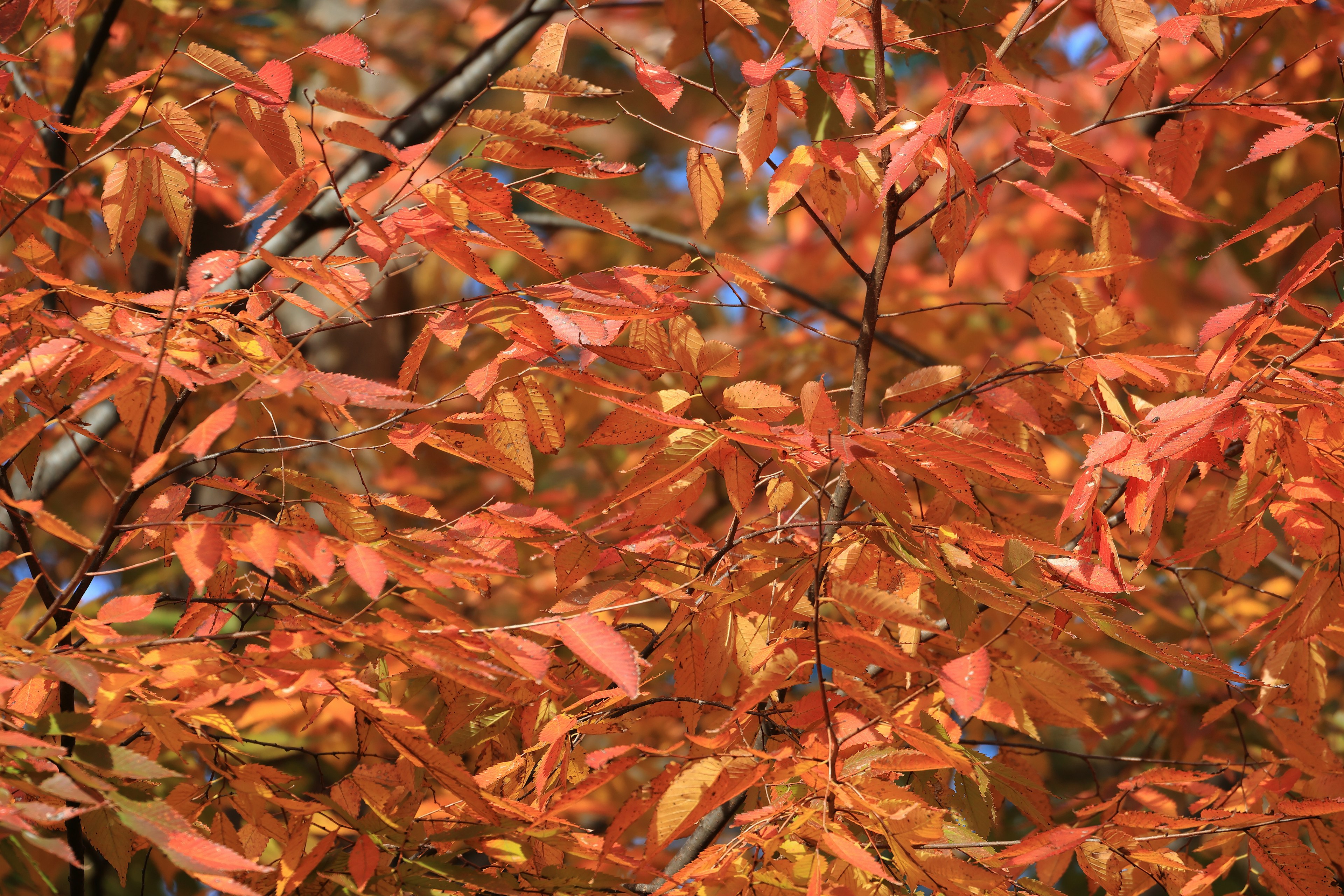 Lebendige orange Herbstblätter an Baumzweigen