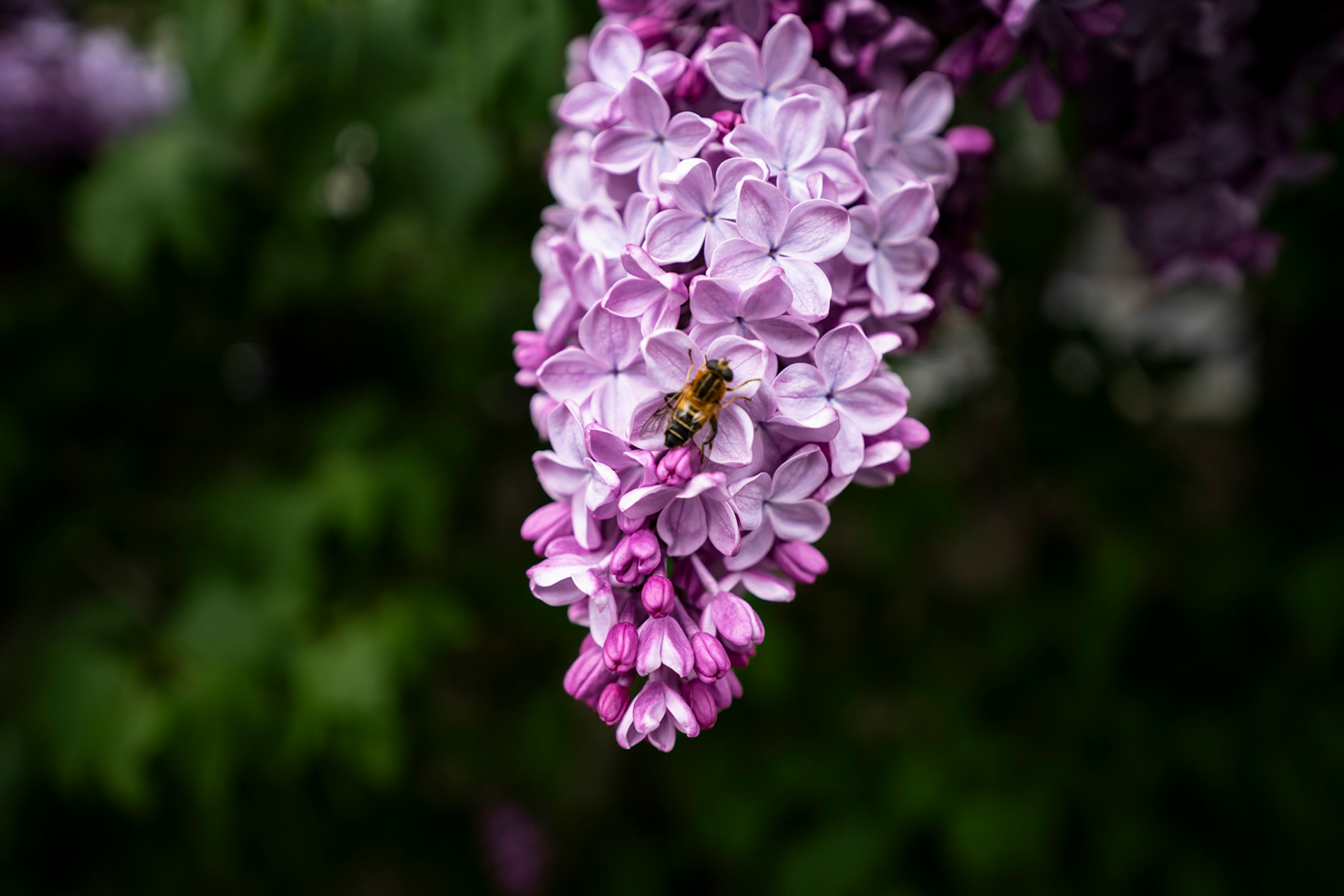 Abeja en un racimo de flores de lila morado