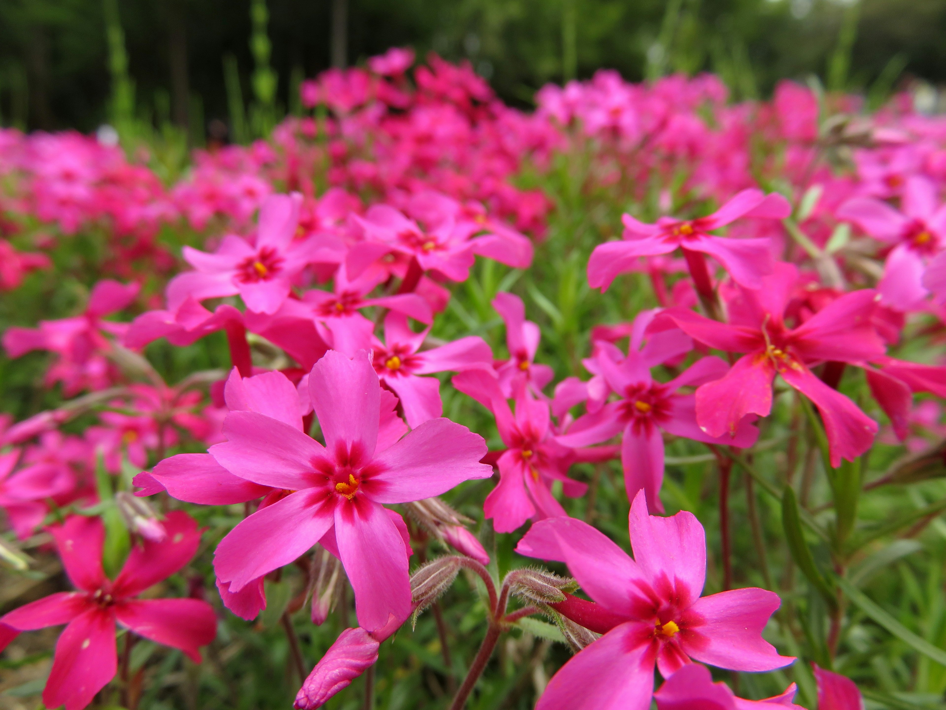 ดอกไม้สีชมพูสดใสบานในทุ่งหญ้าเขียวชอุ่ม