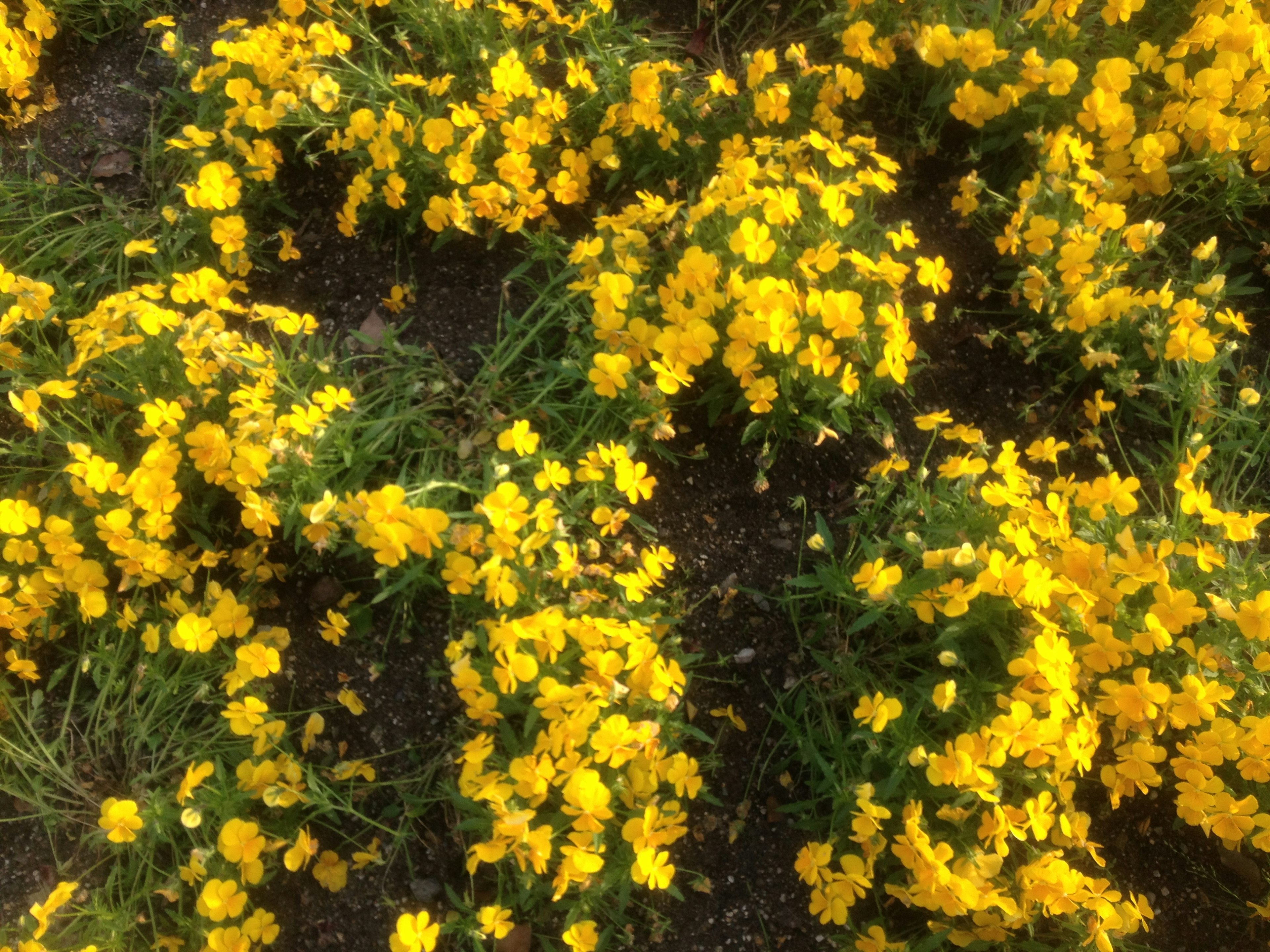 Un giardino vibrante pieno di fiori gialli in fiore