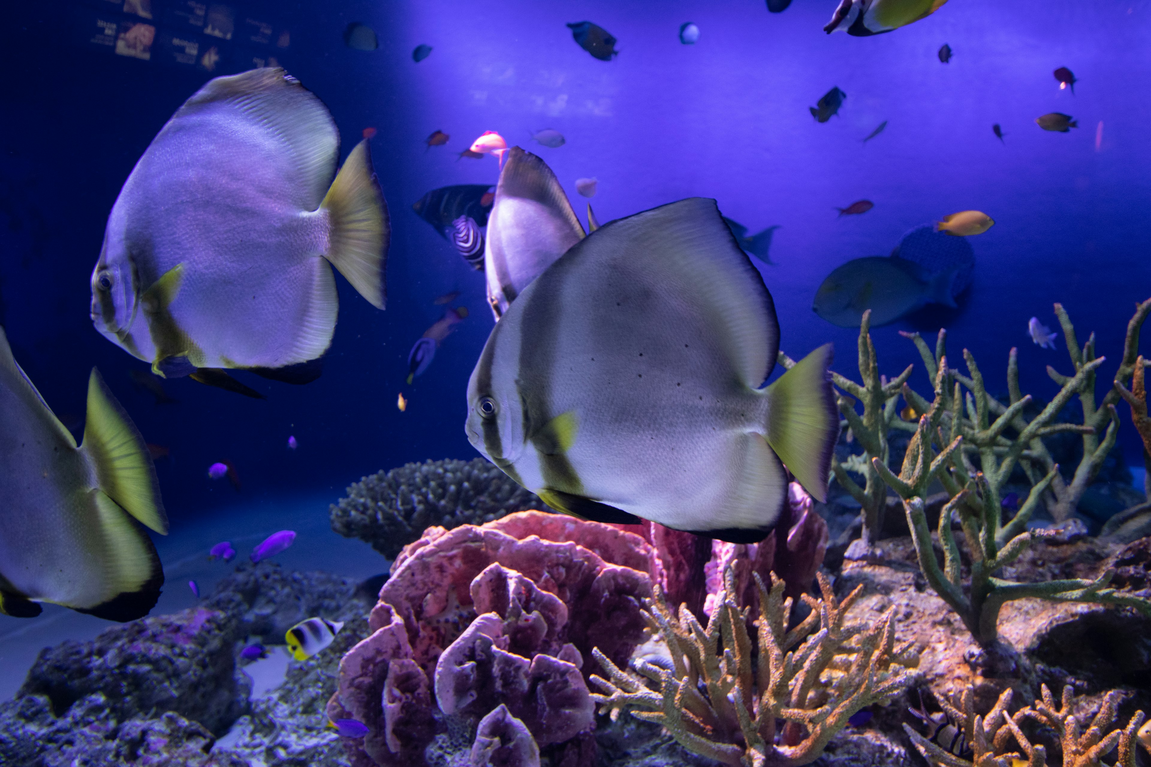 Vibrant underwater scene with colorful fish swimming among coral