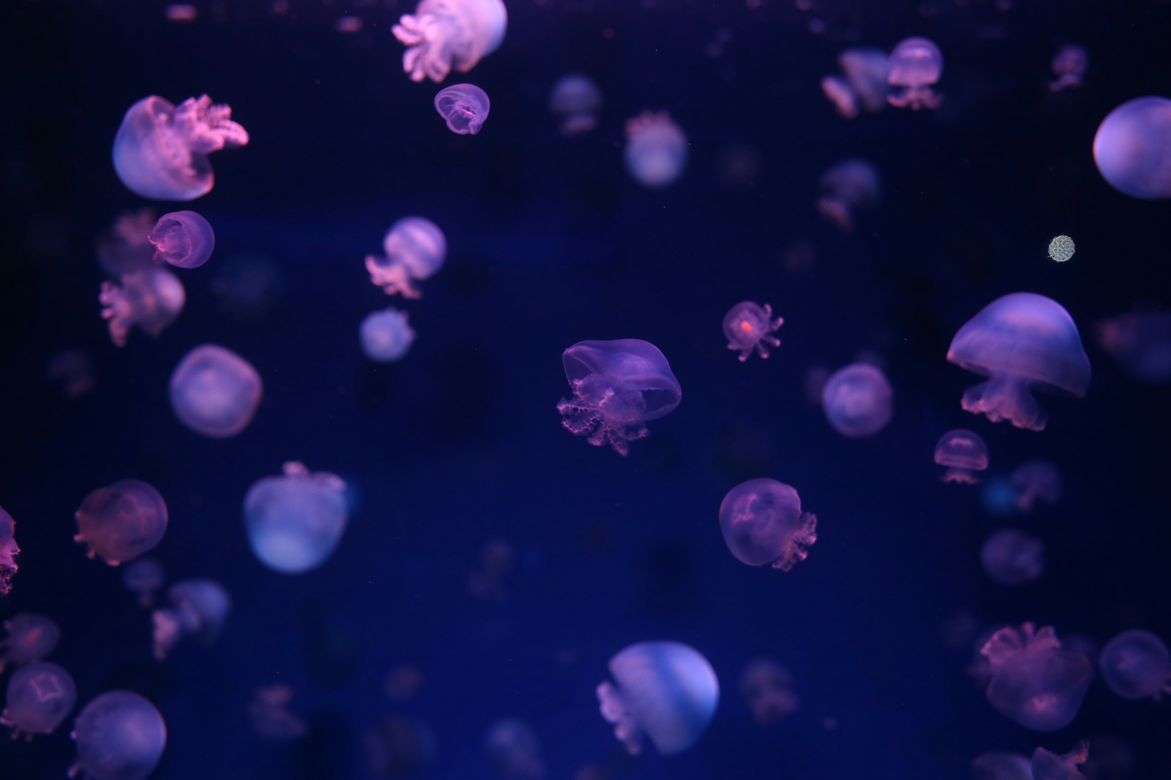 A swarm of jellyfish floating against a blue background