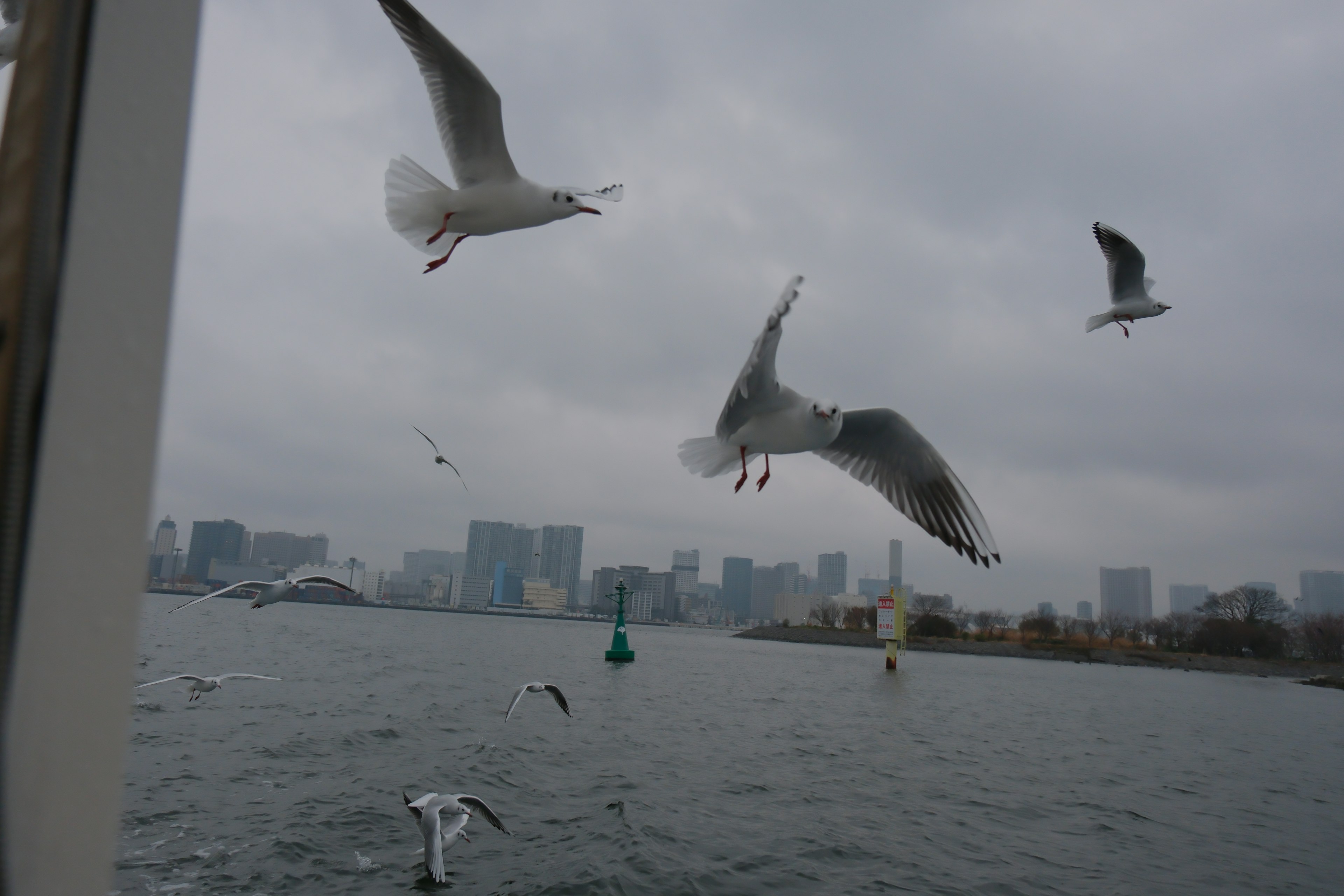 Seagulls flying over water with a city skyline in the background