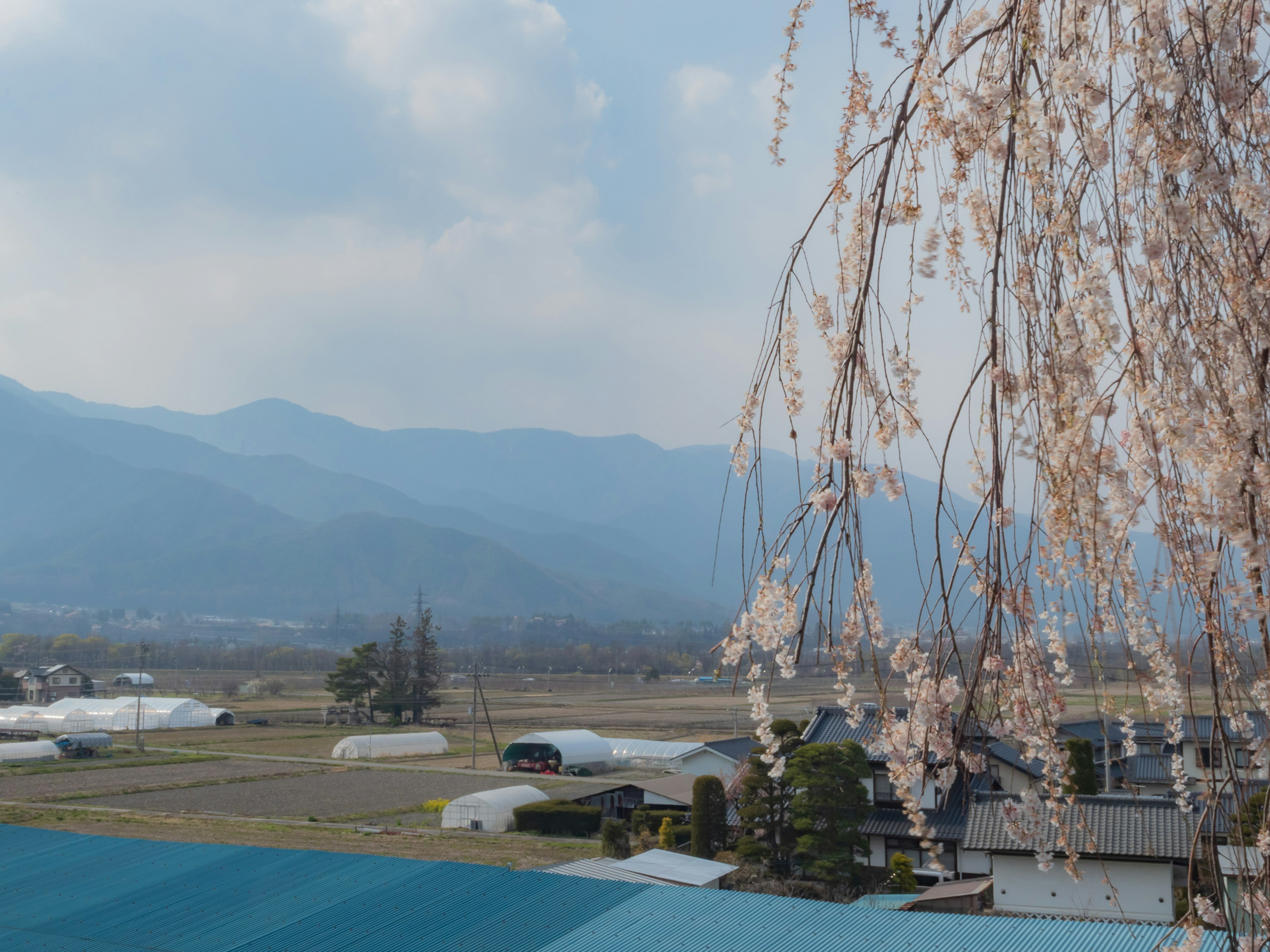 Scenic view with cherry blossoms against mountain backdrop