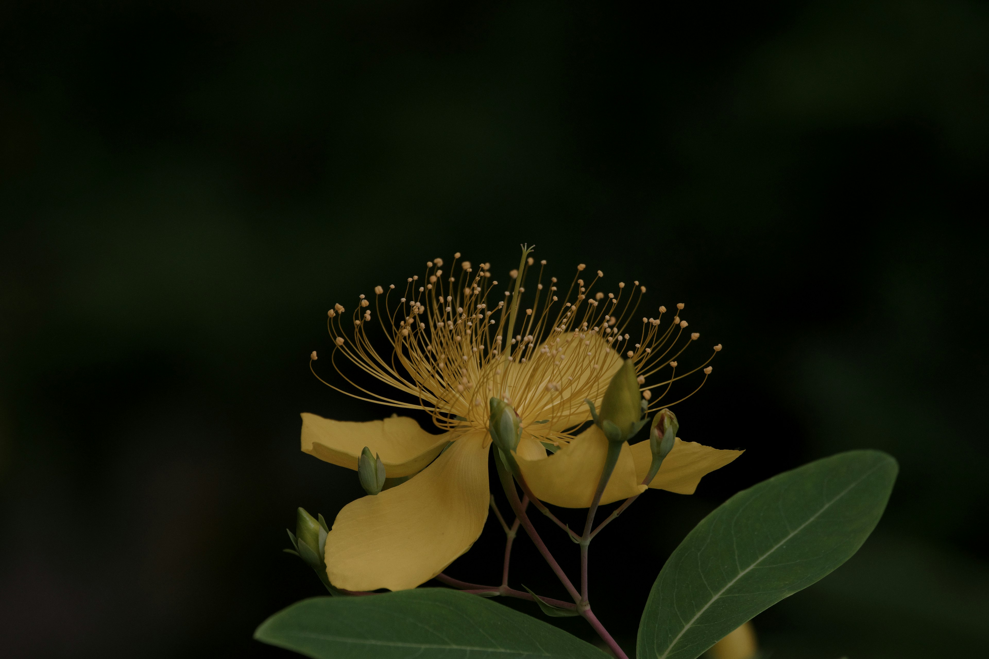 Primo piano di un fiore giallo con foglie verdi