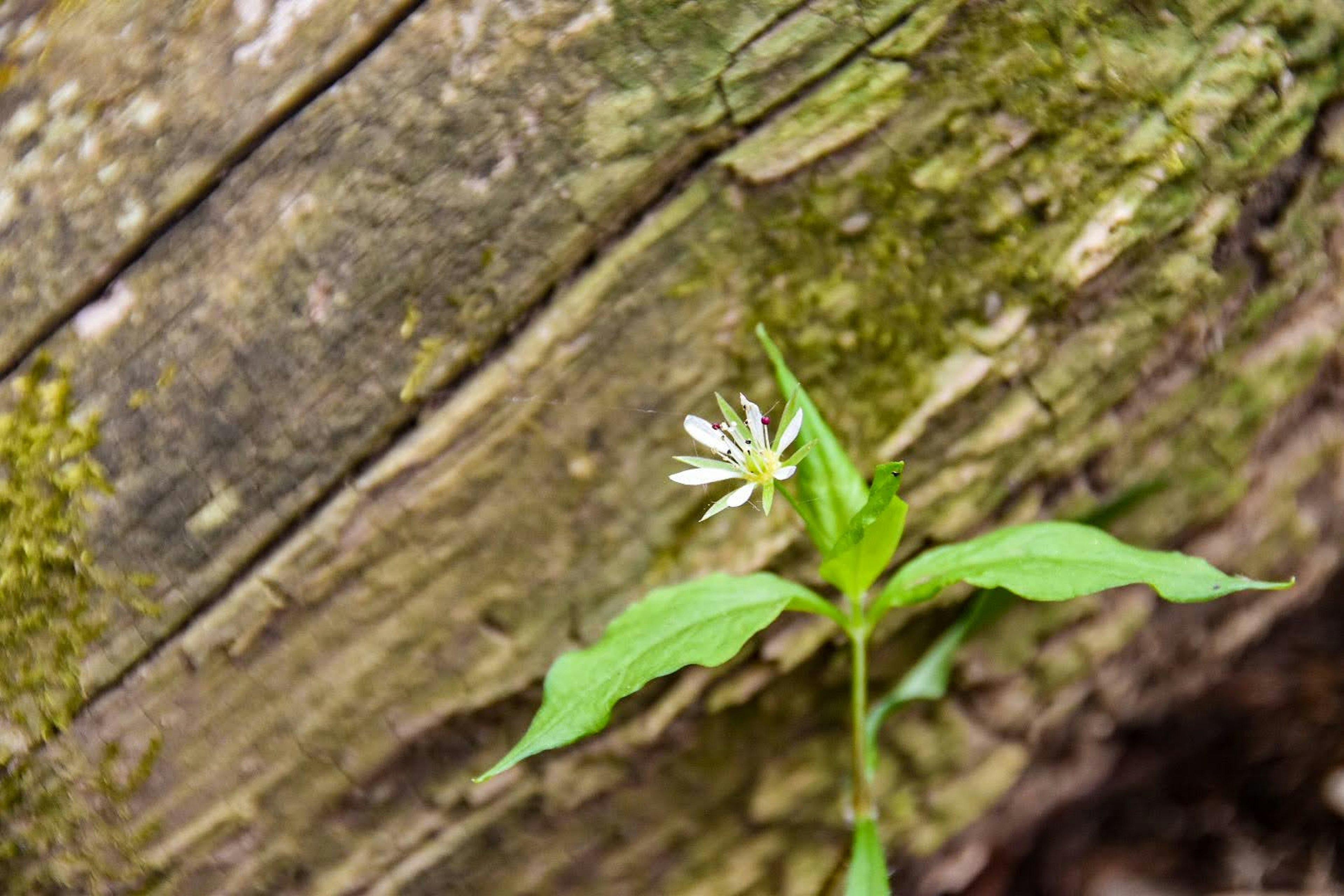 Small white flower and green leaves growing beside a decaying log