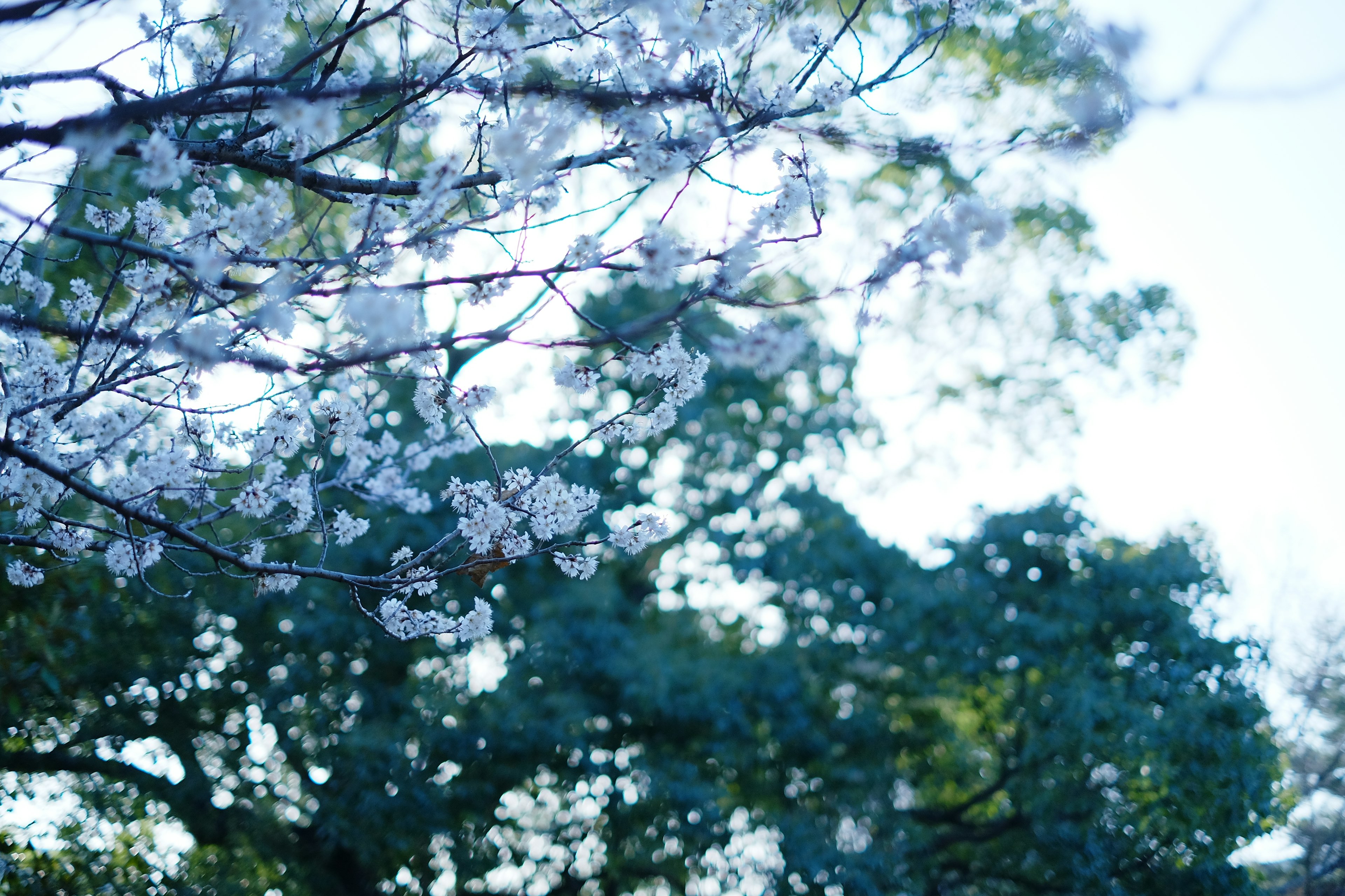 桜の花が咲いている枝のクローズアップ 背景に緑の葉がぼやけて見える