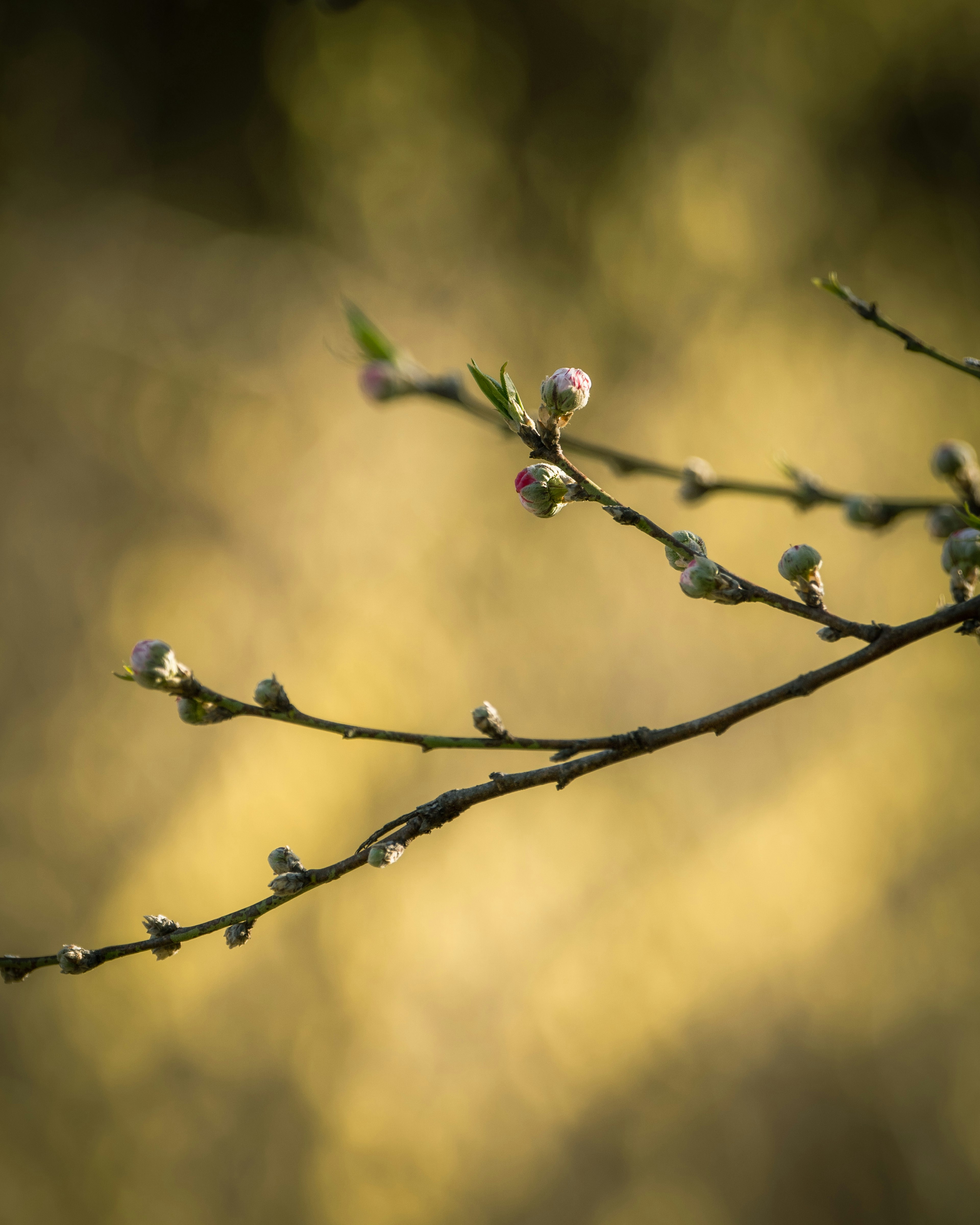 Branche avec des fleurs en bouton et un fond jaune doux