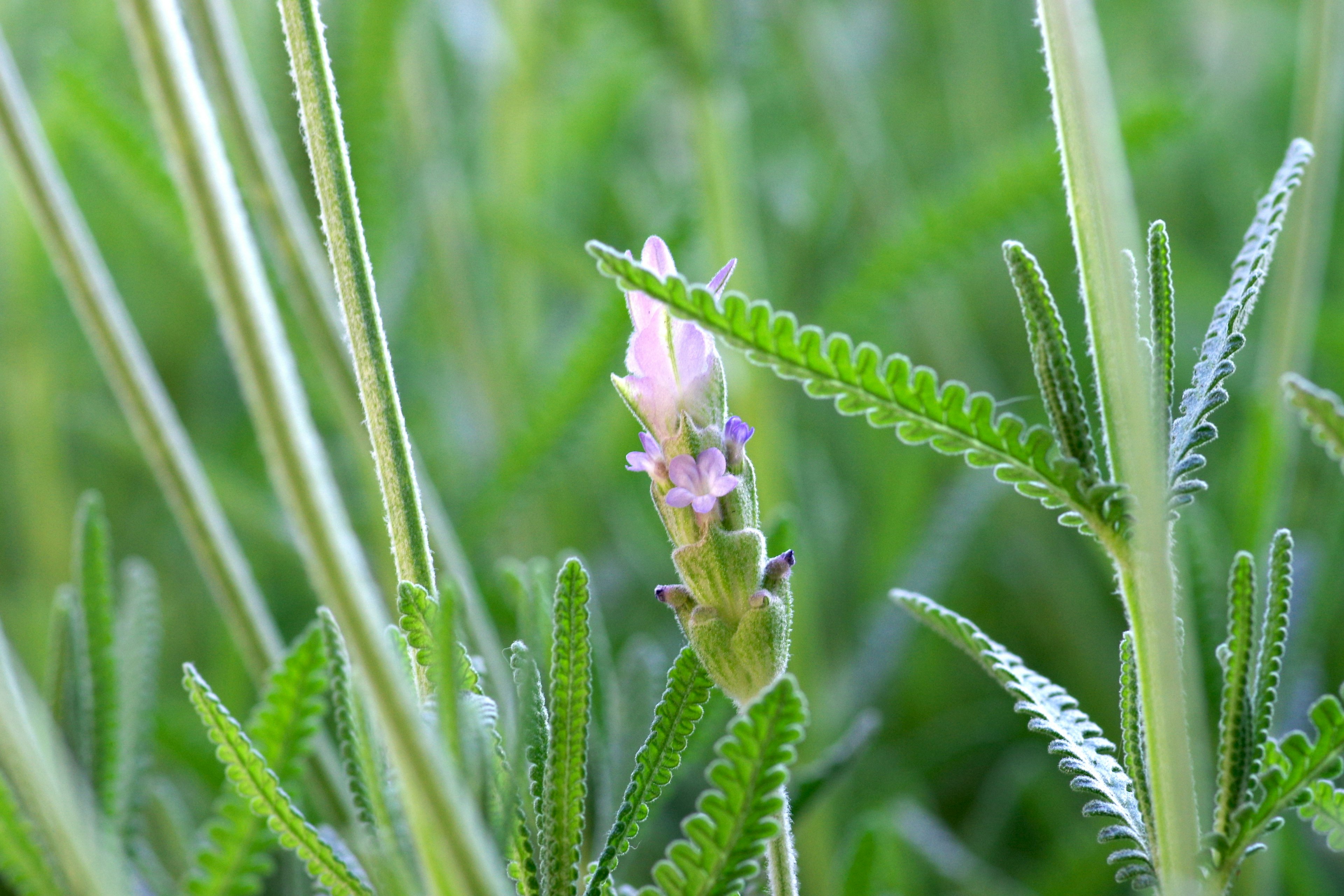 Close-up of a pale purple flower among green leaves