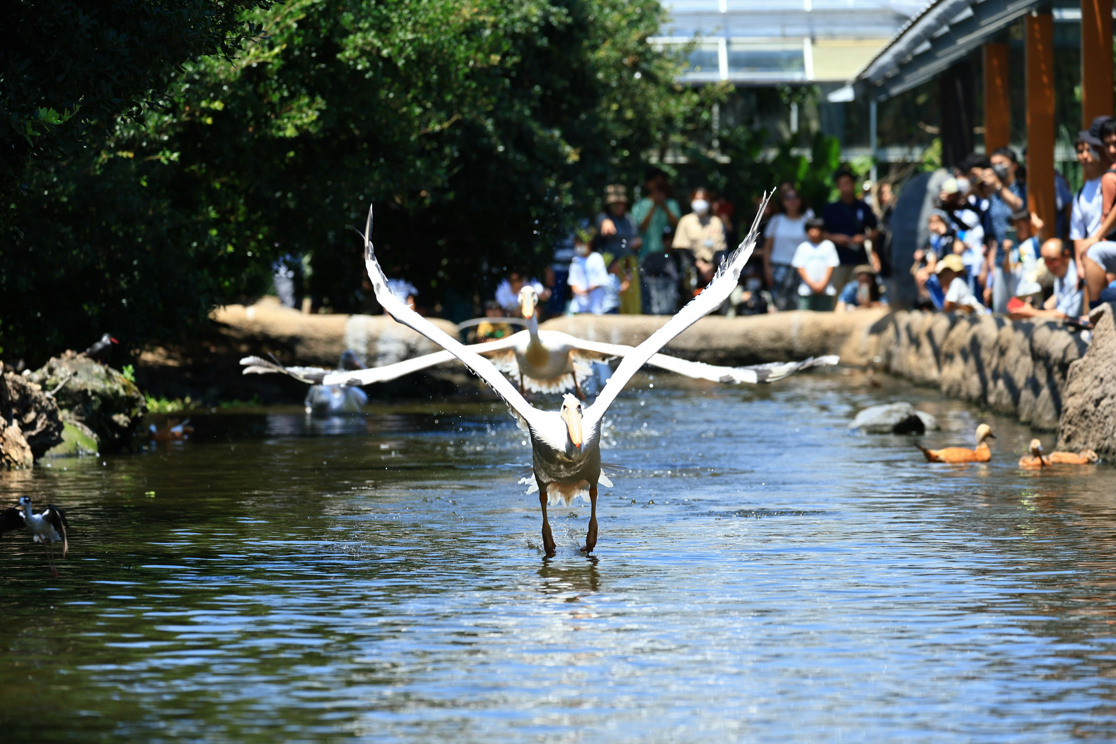 A swan spreading its wings in a pond with spectators nearby