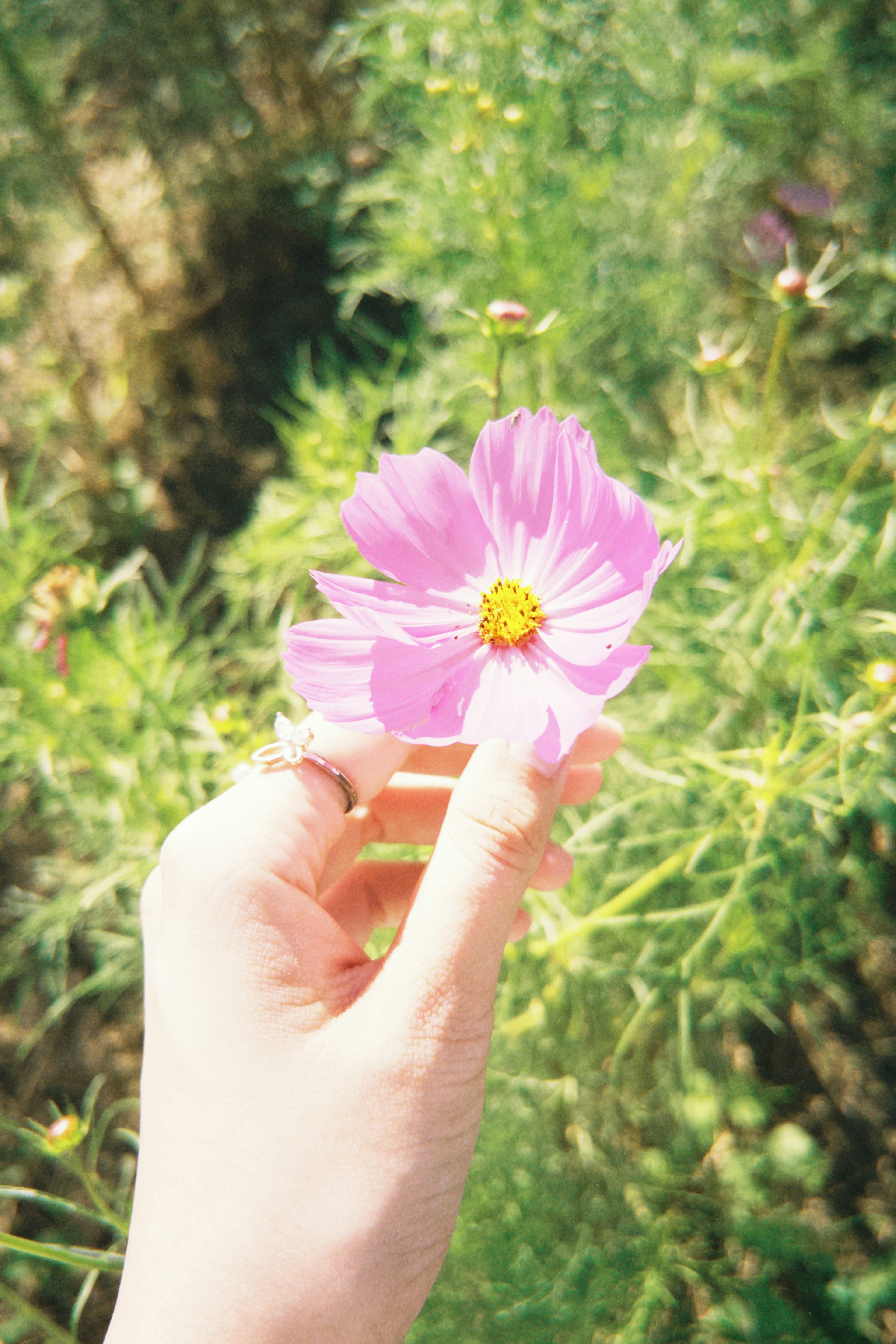 Una mano che tiene un fiore rosa su uno sfondo verde