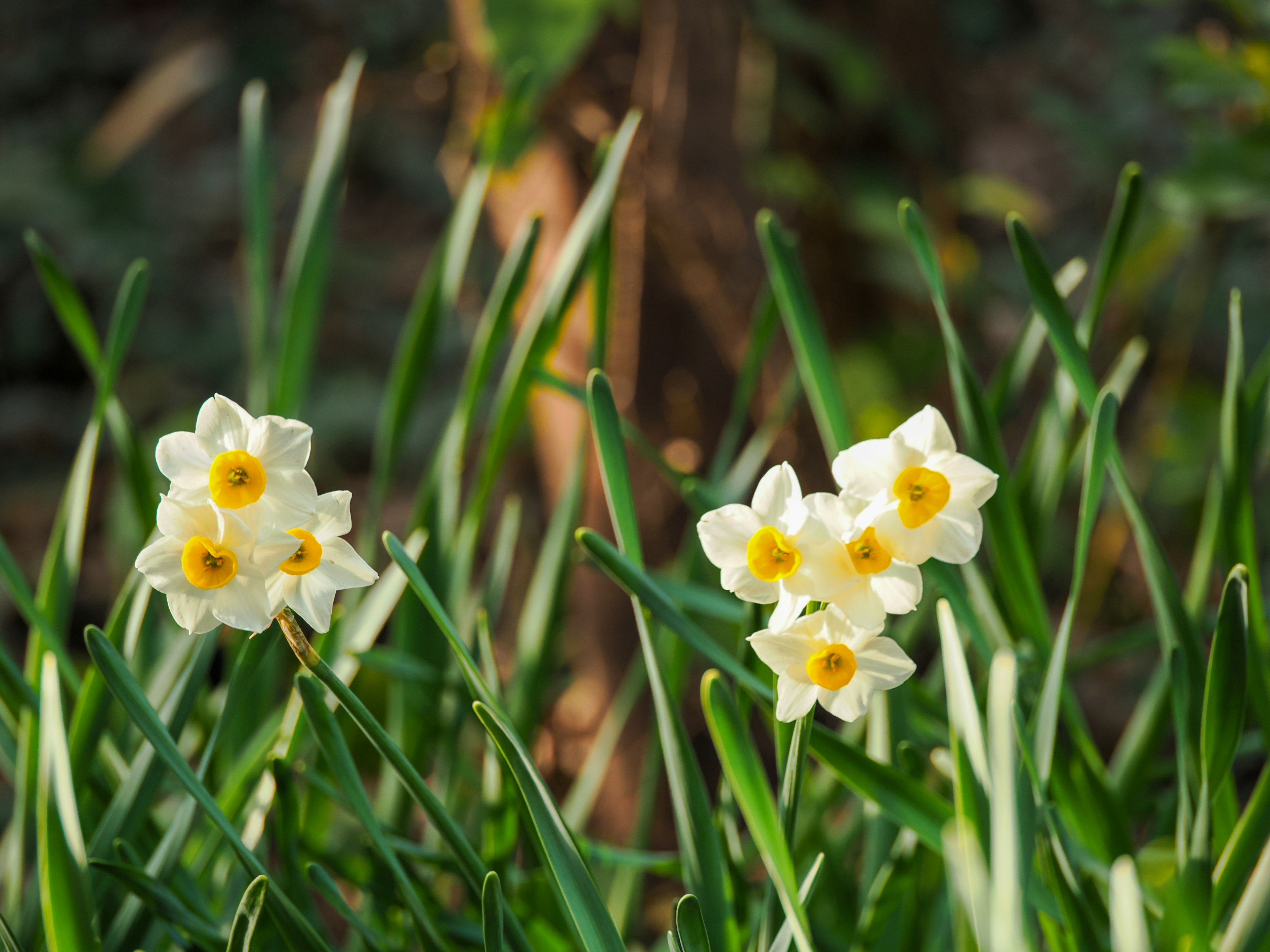 White daffodil flowers blooming among green leaves