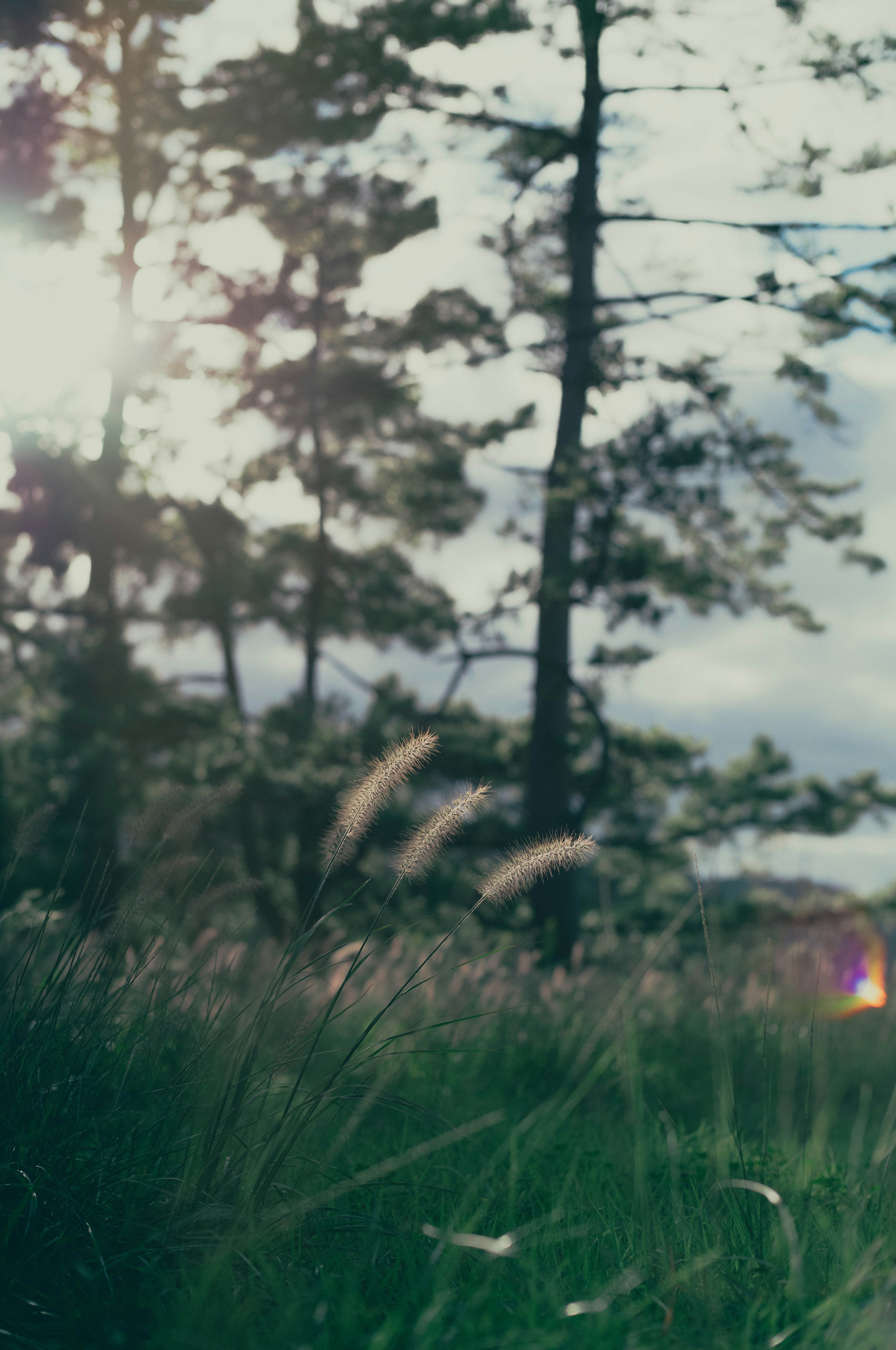 Ruhige Landschaft mit Gras und Baum-Silhouetten