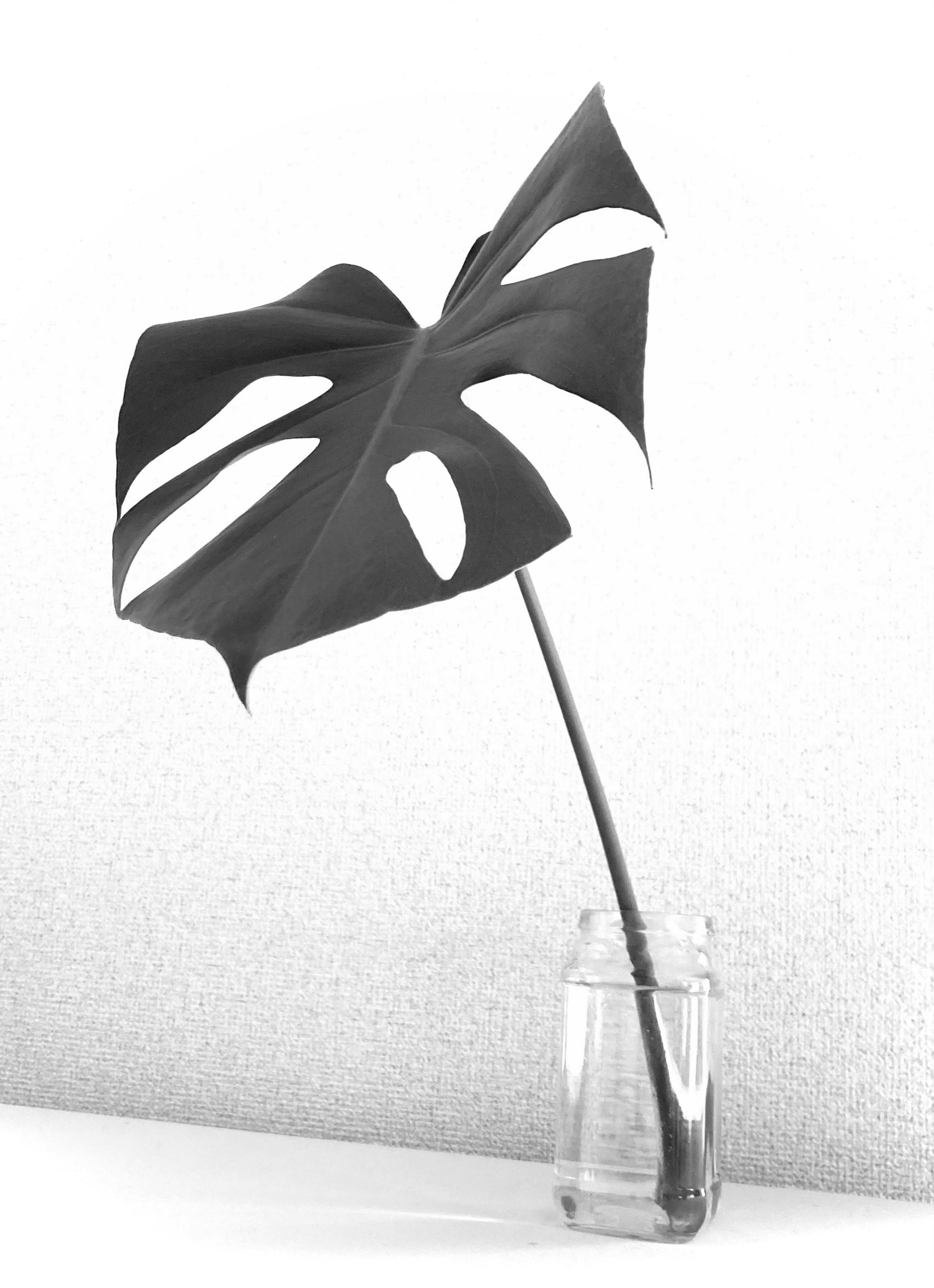 A black Monstera leaf placed in a clear glass jar with a minimalistic aesthetic