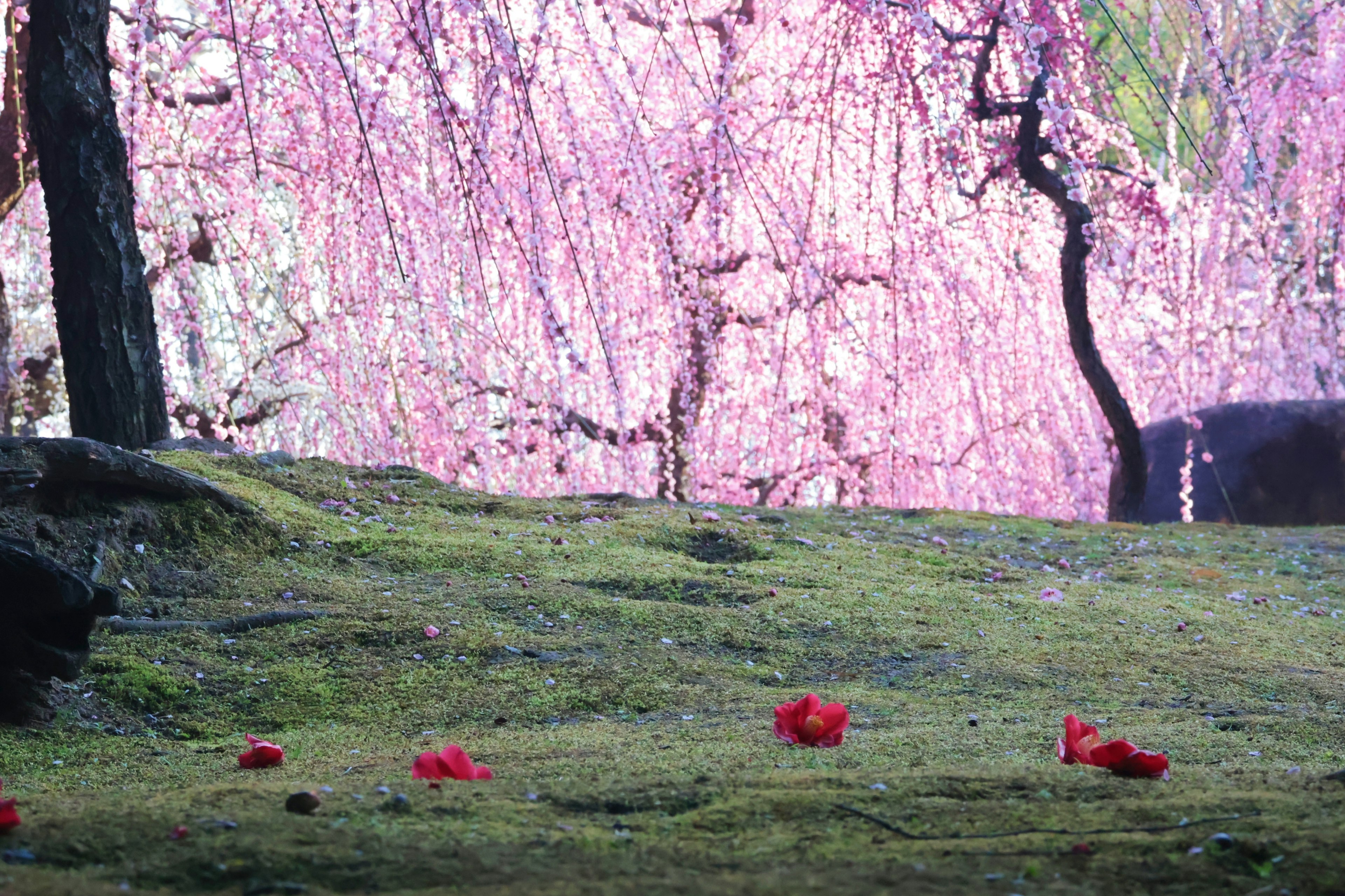 Scenic view of pink cherry blossom trees with scattered red petals on green moss