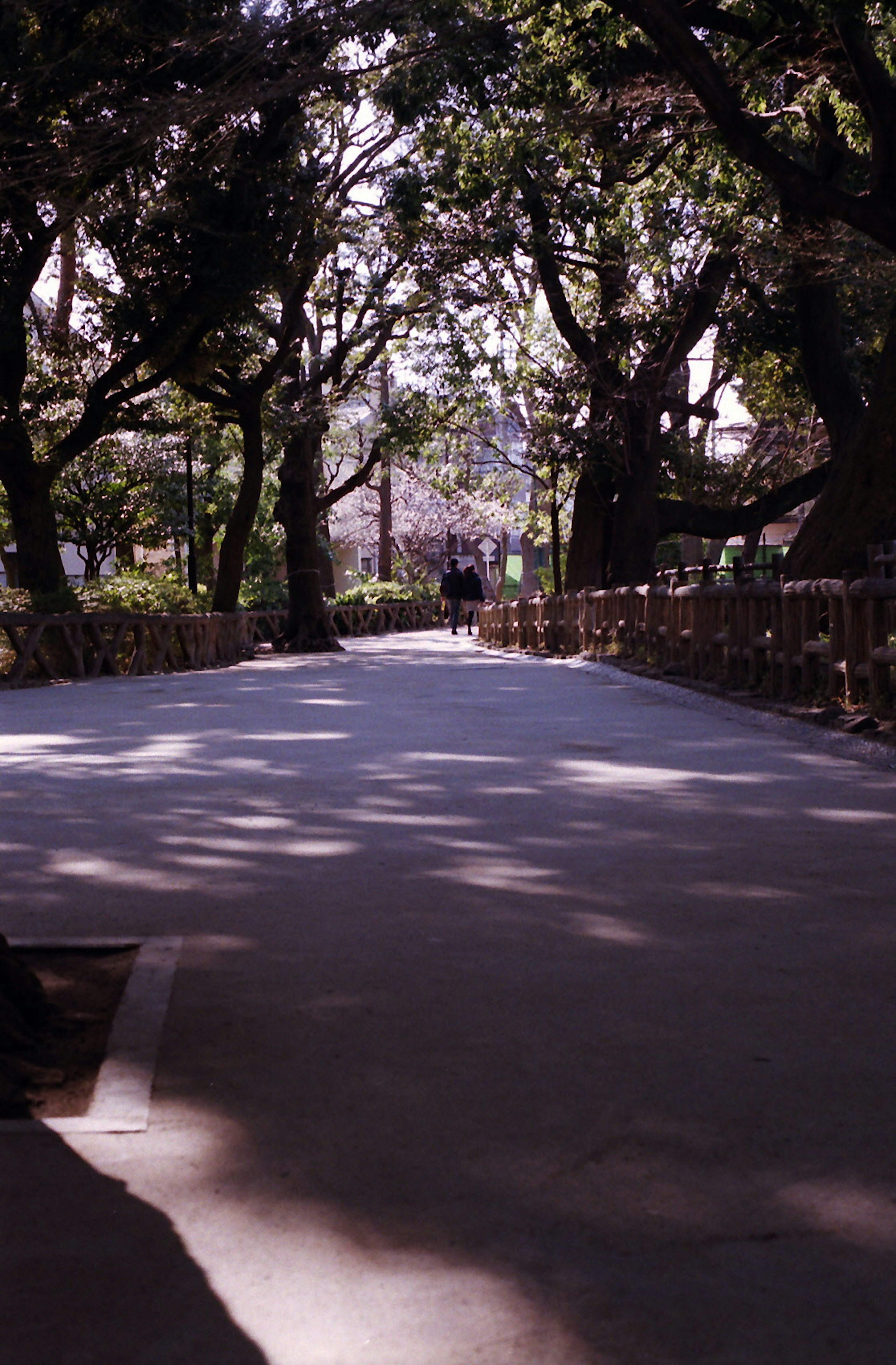 木々に囲まれた静かな道の風景