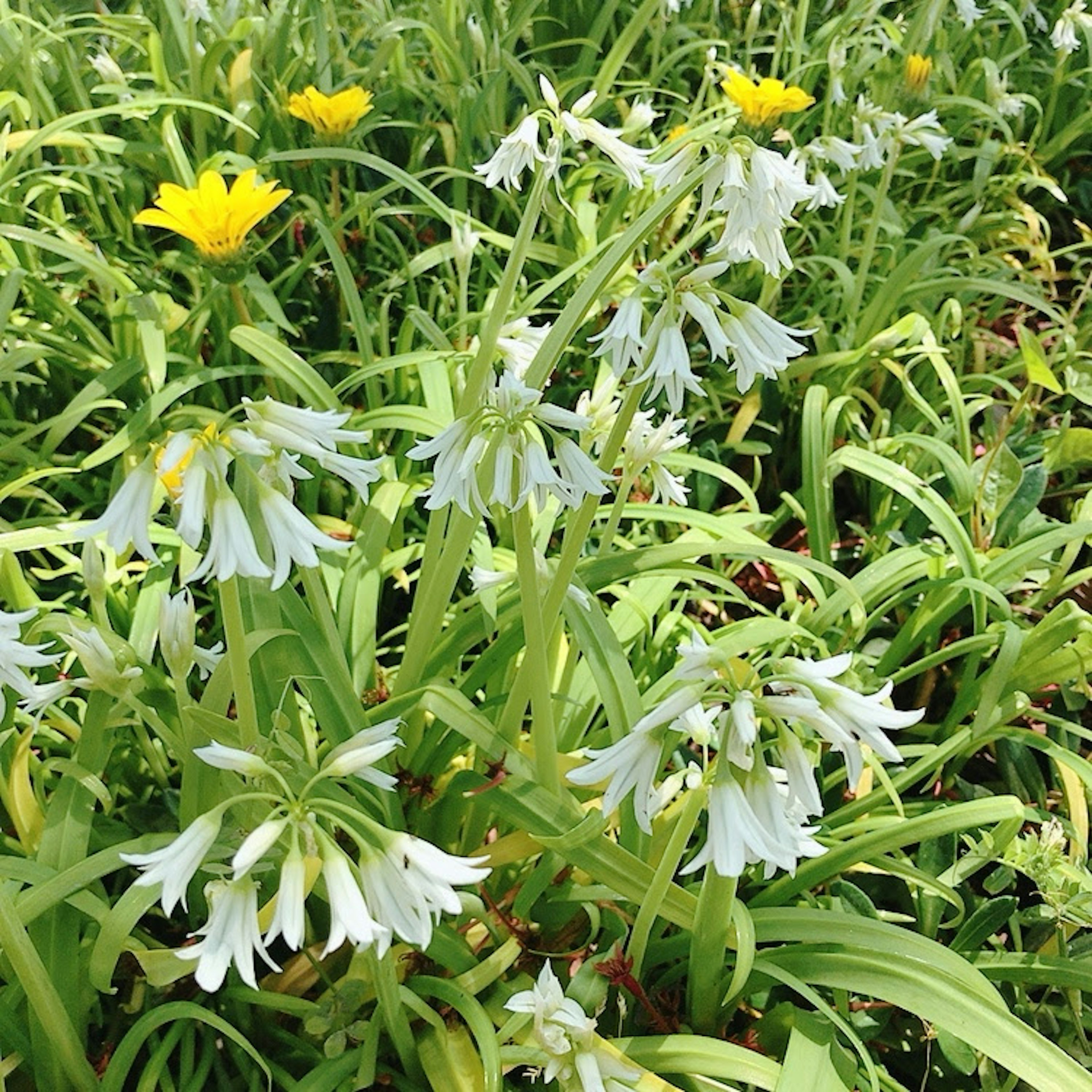 A field of green grass featuring white flowers and yellow flowers