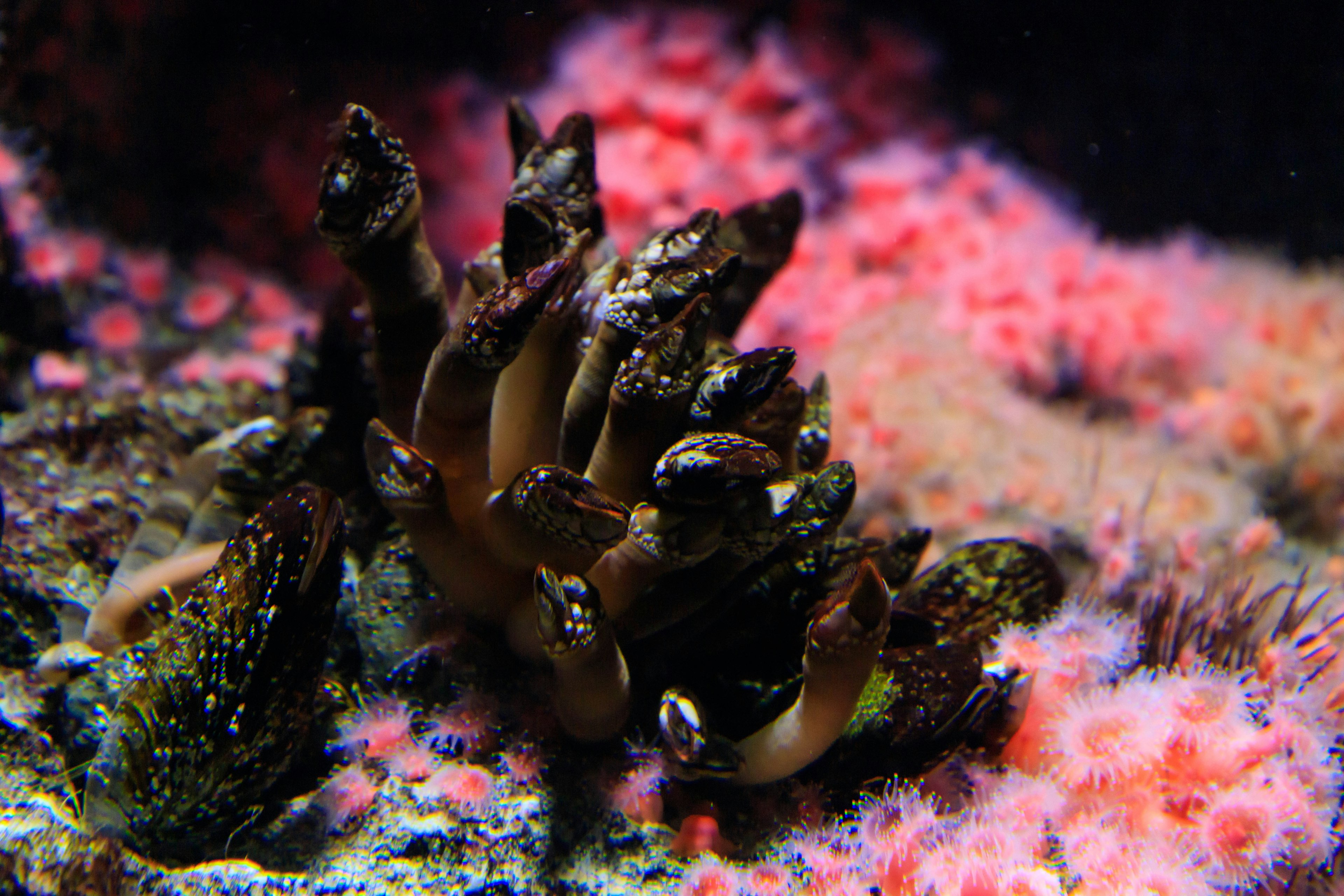 Close-up of a coral reef showcasing colorful marine life