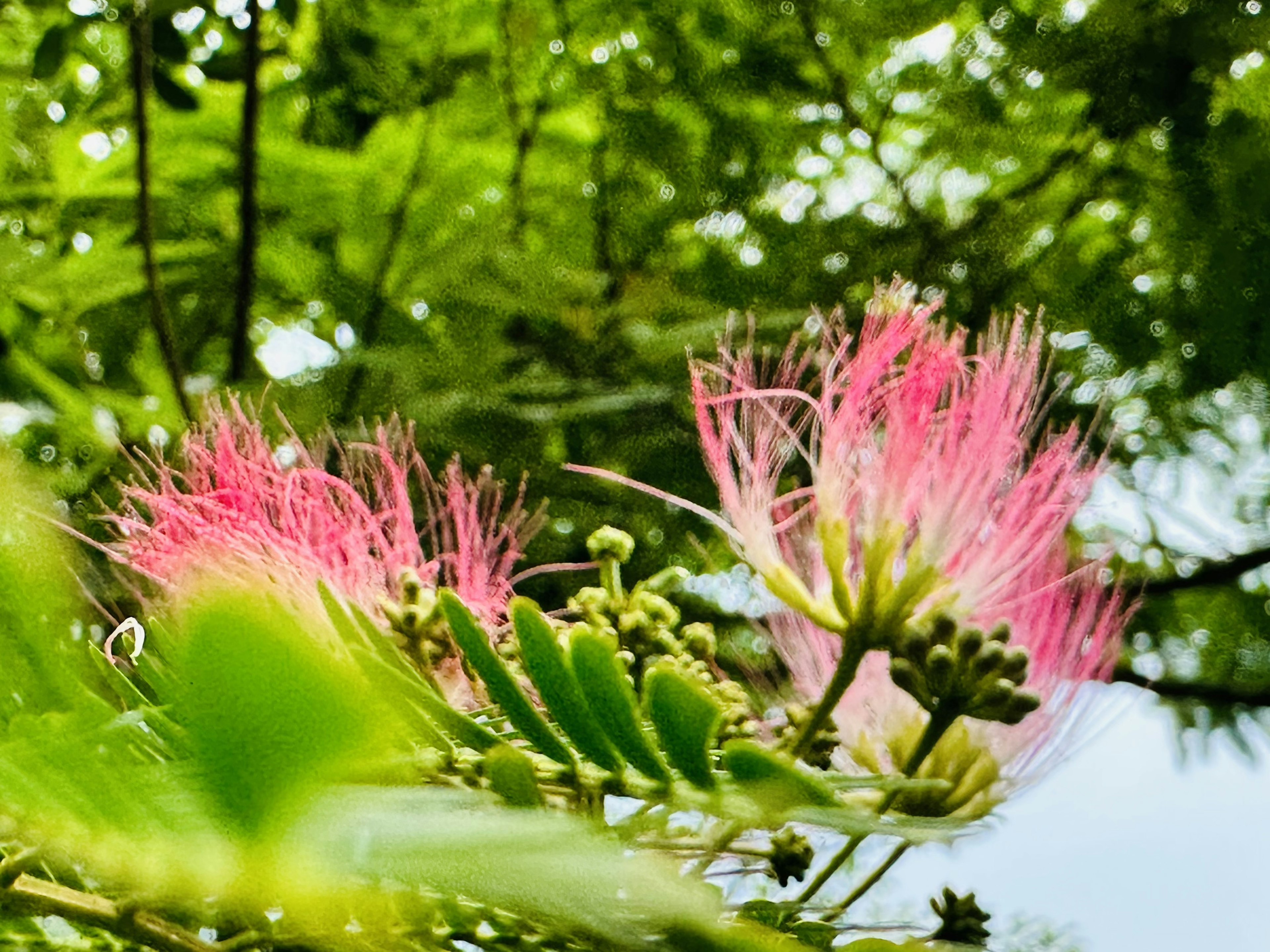 緑の背景にピンクの花が咲いている美しい植物のクローズアップ