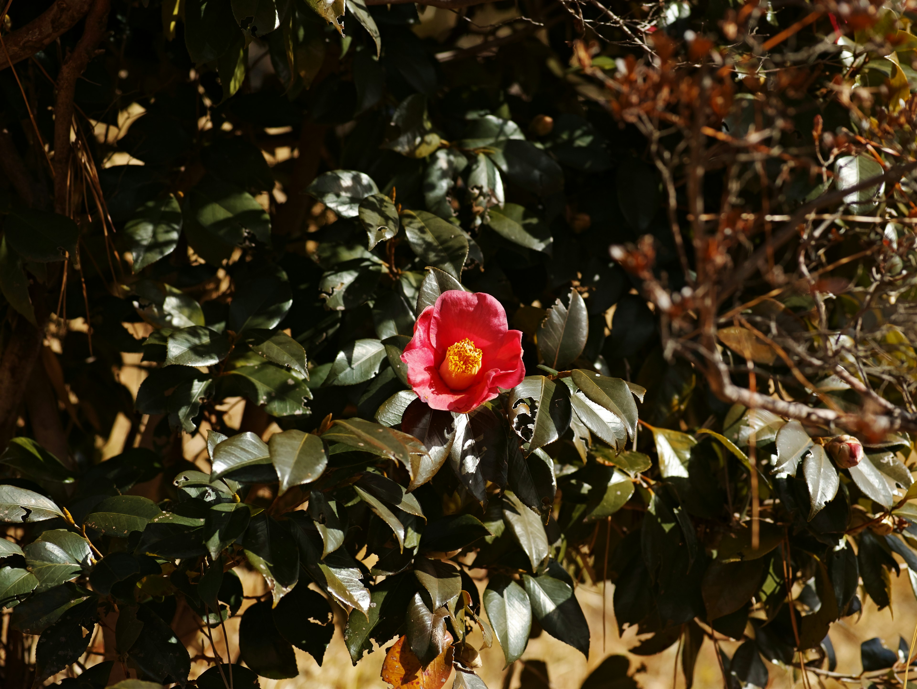 Image of a red flower surrounded by green leaves