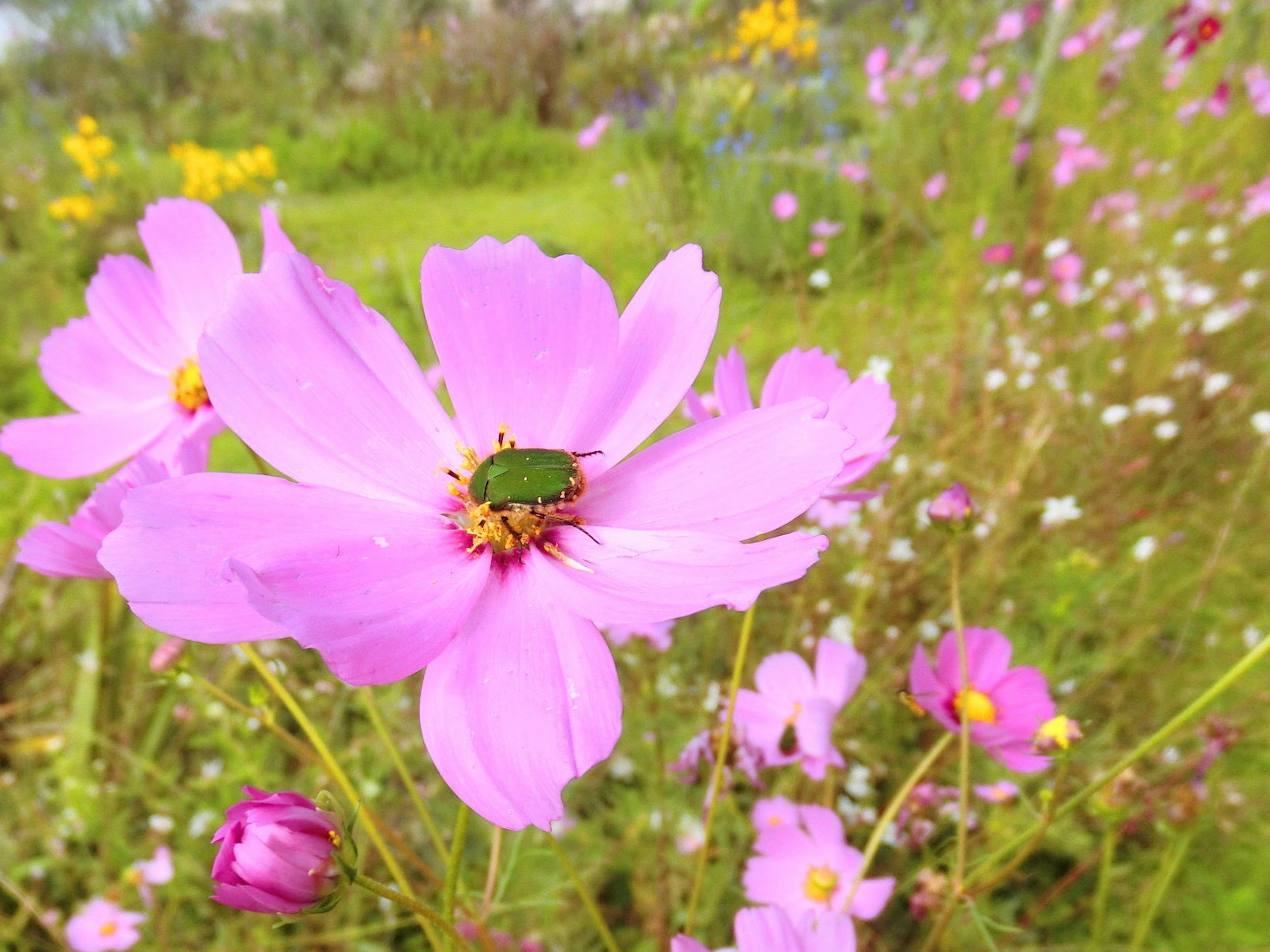 緑色の甲虫がピンク色の花の上にいる美しい風景