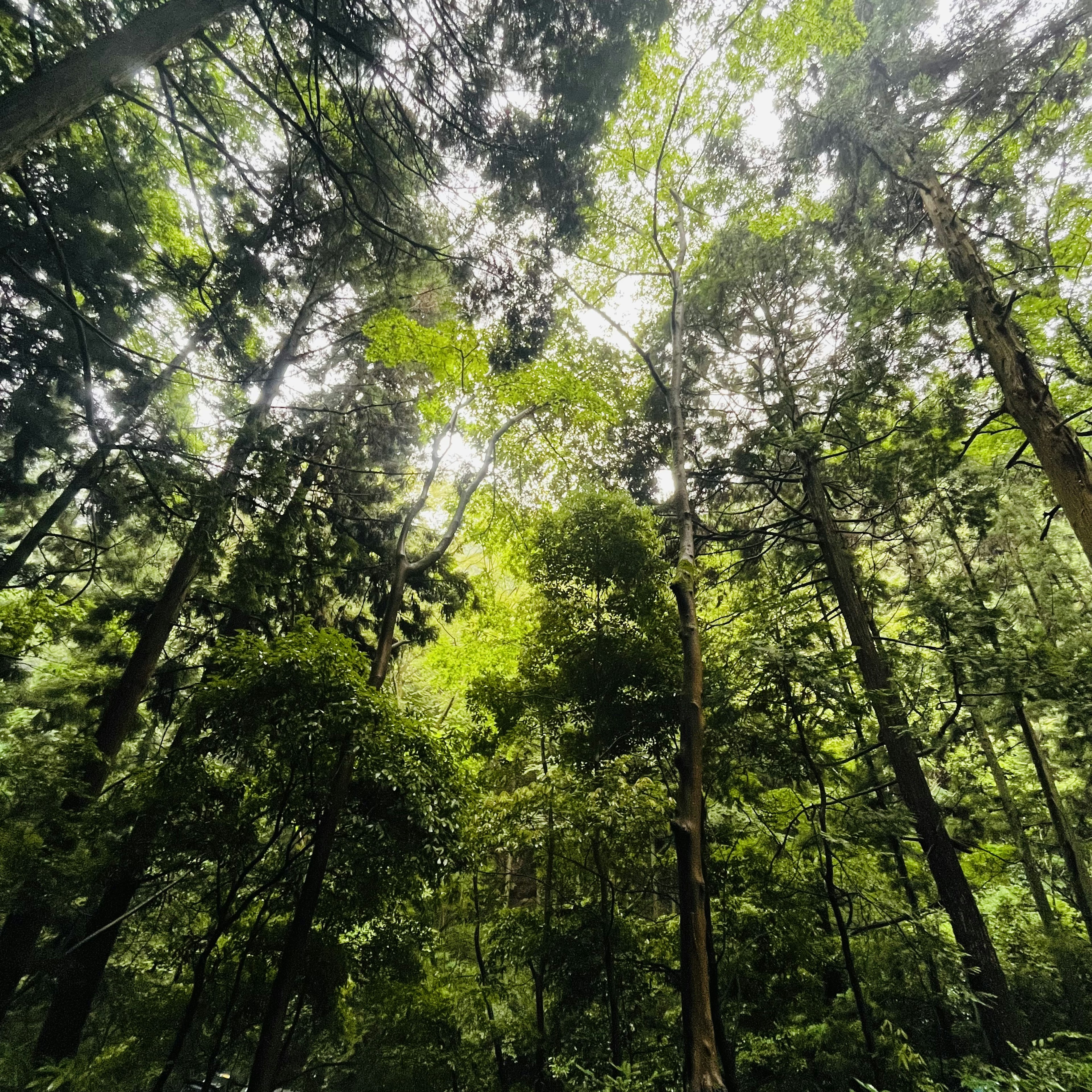 緑豊かな森林の上を見上げる視点の画像