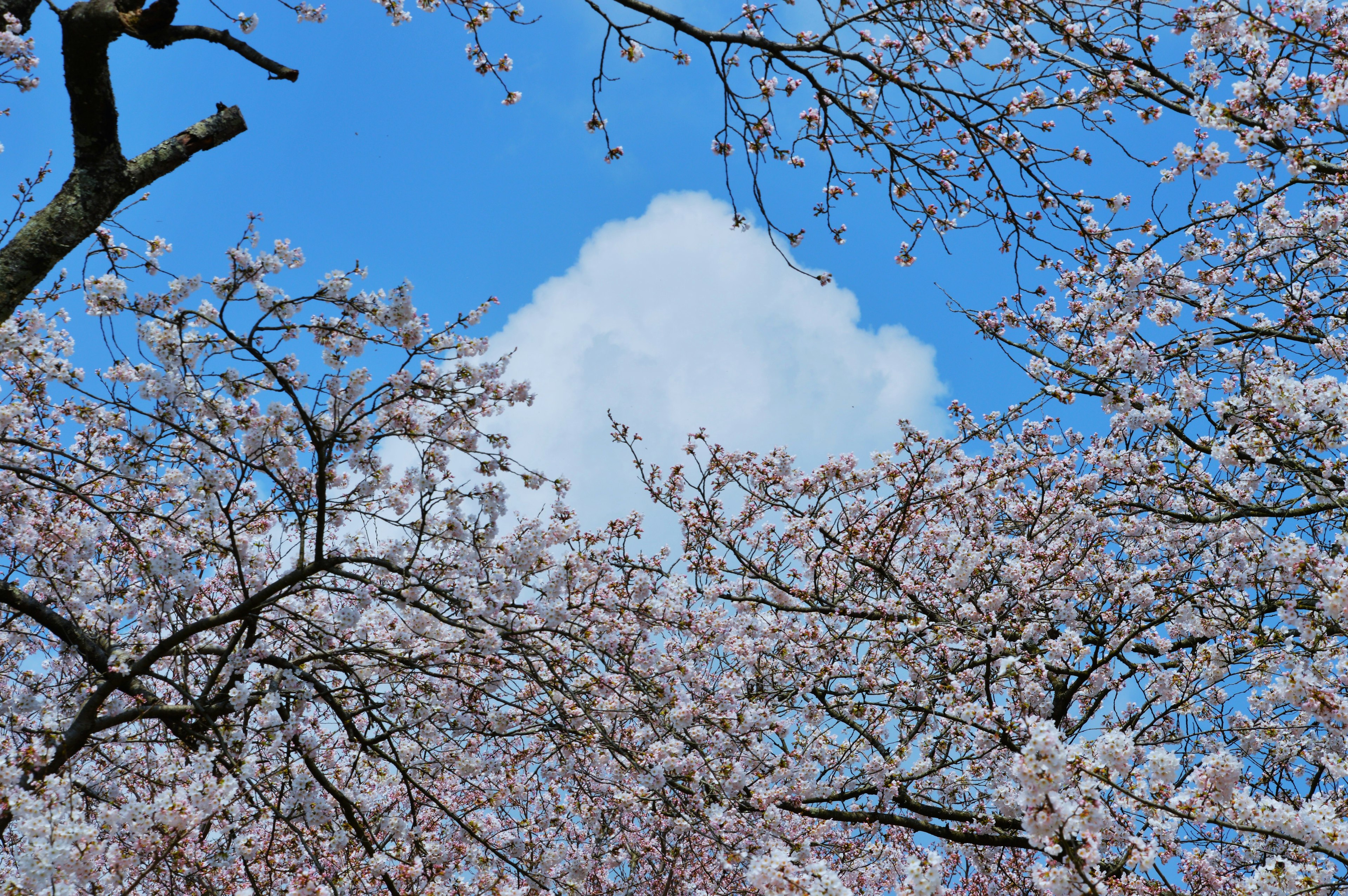 Pohon sakura dengan bunga merah muda di latar belakang langit biru dan awan putih