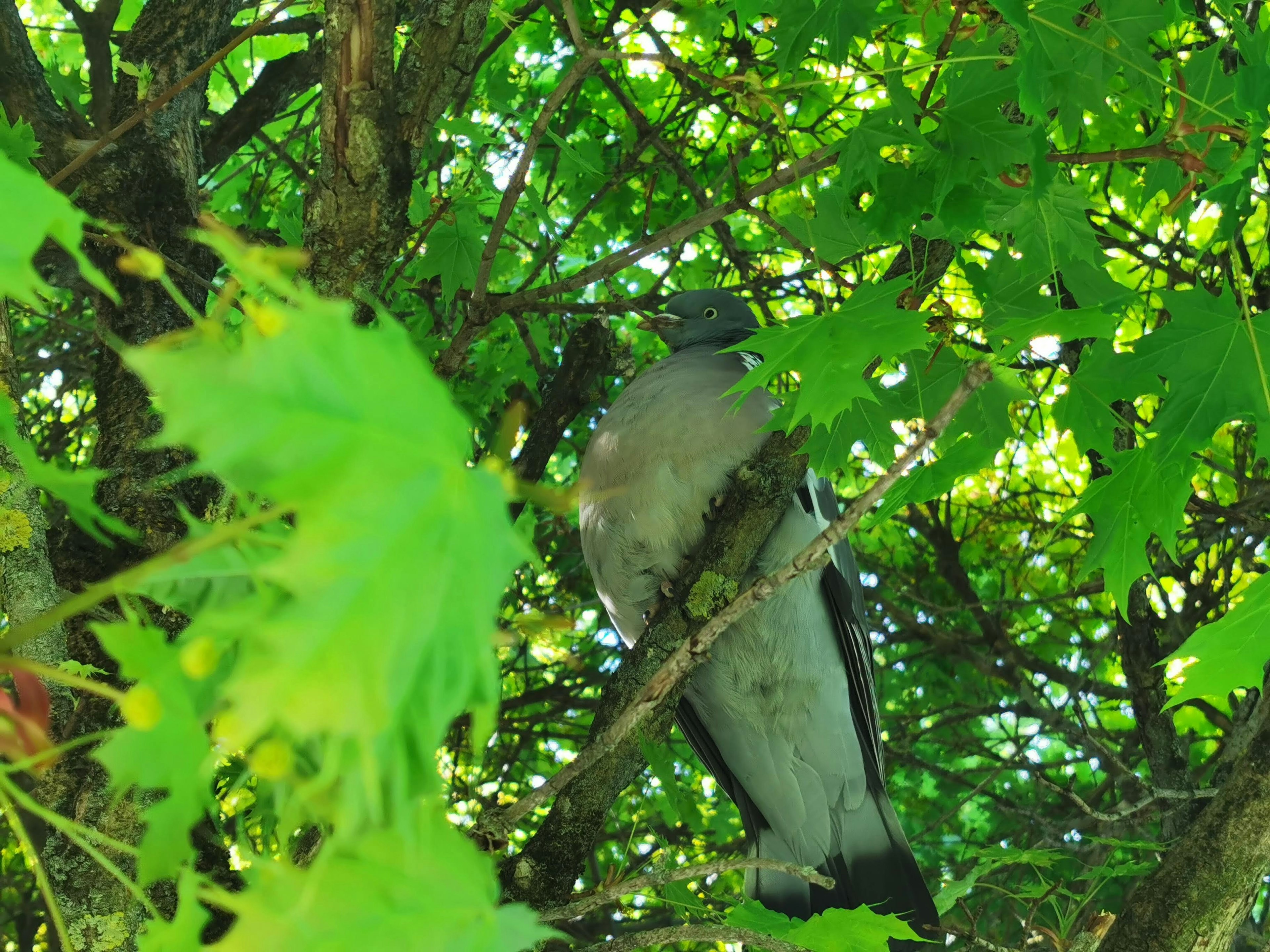 Burung yang tersembunyi di antara daun hijau