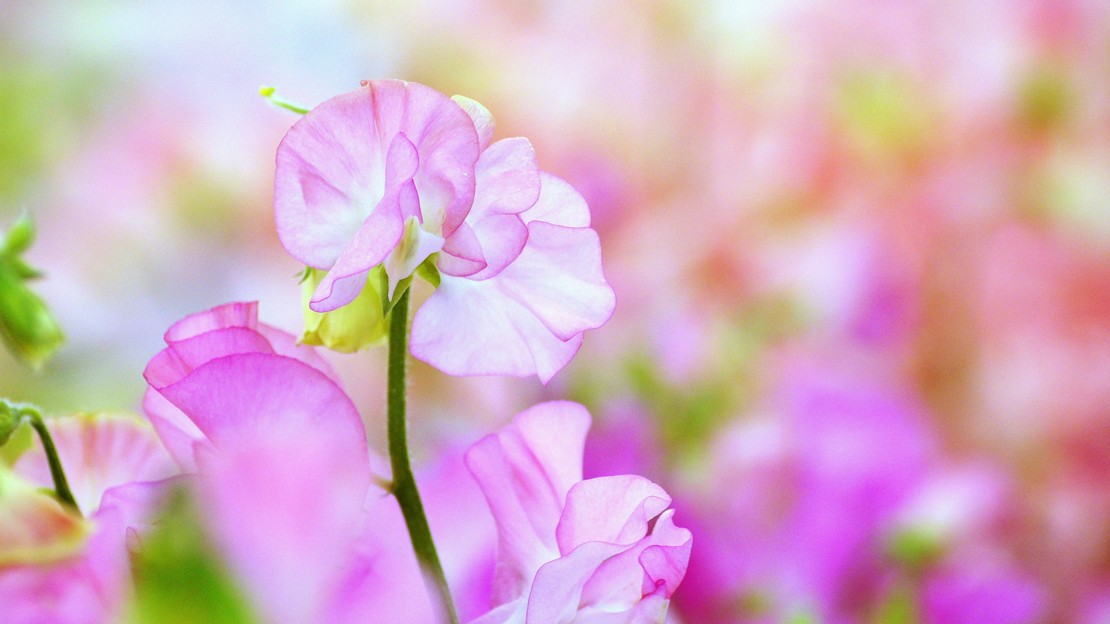 Fondo suave con flores de guisante dulce en varios tonos de rosa