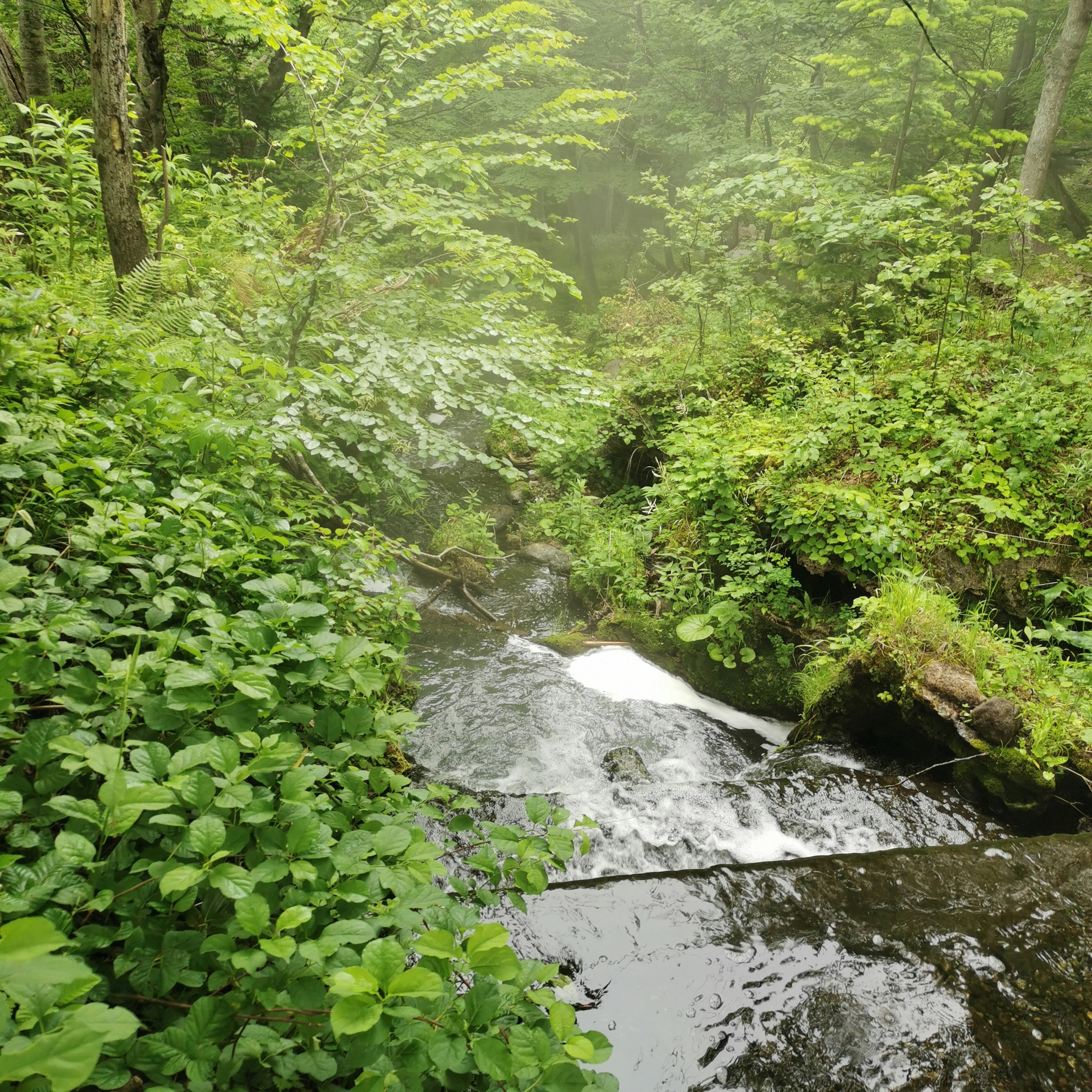 Una vista panoramica di un torrente che scorre attraverso una foresta lussureggiante