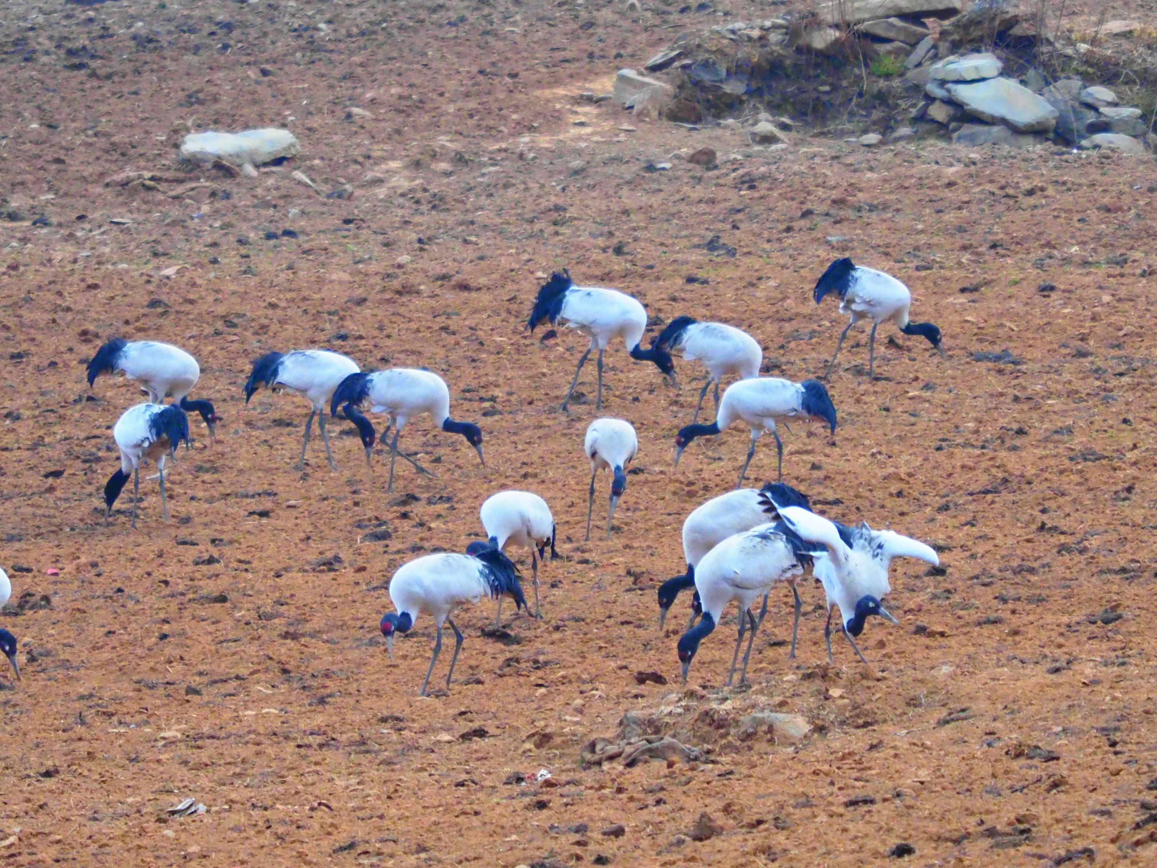 Un groupe de cigognes blanches fouillant sur un sol sec