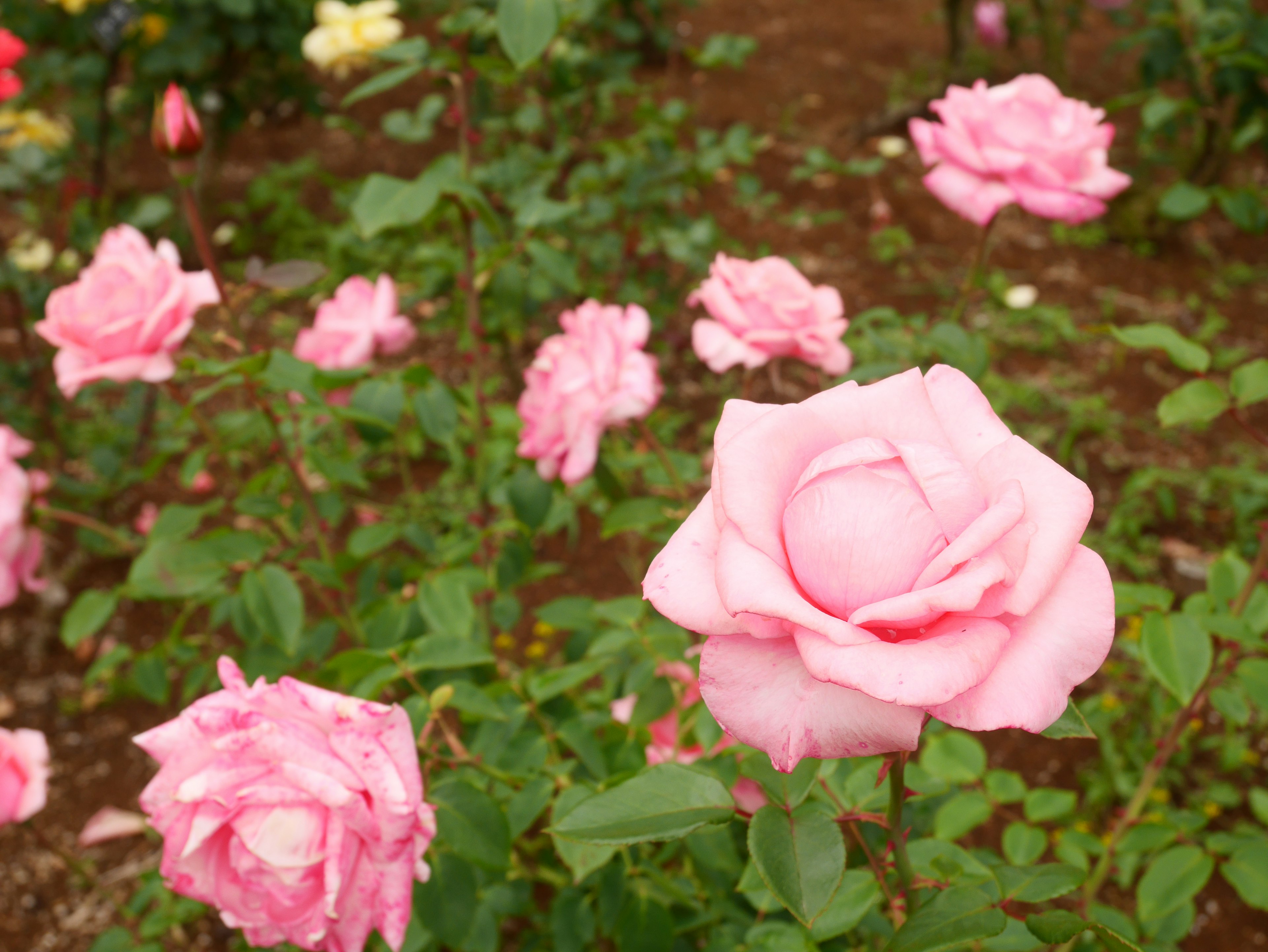 Una escena de jardín con rosas rosas en flor